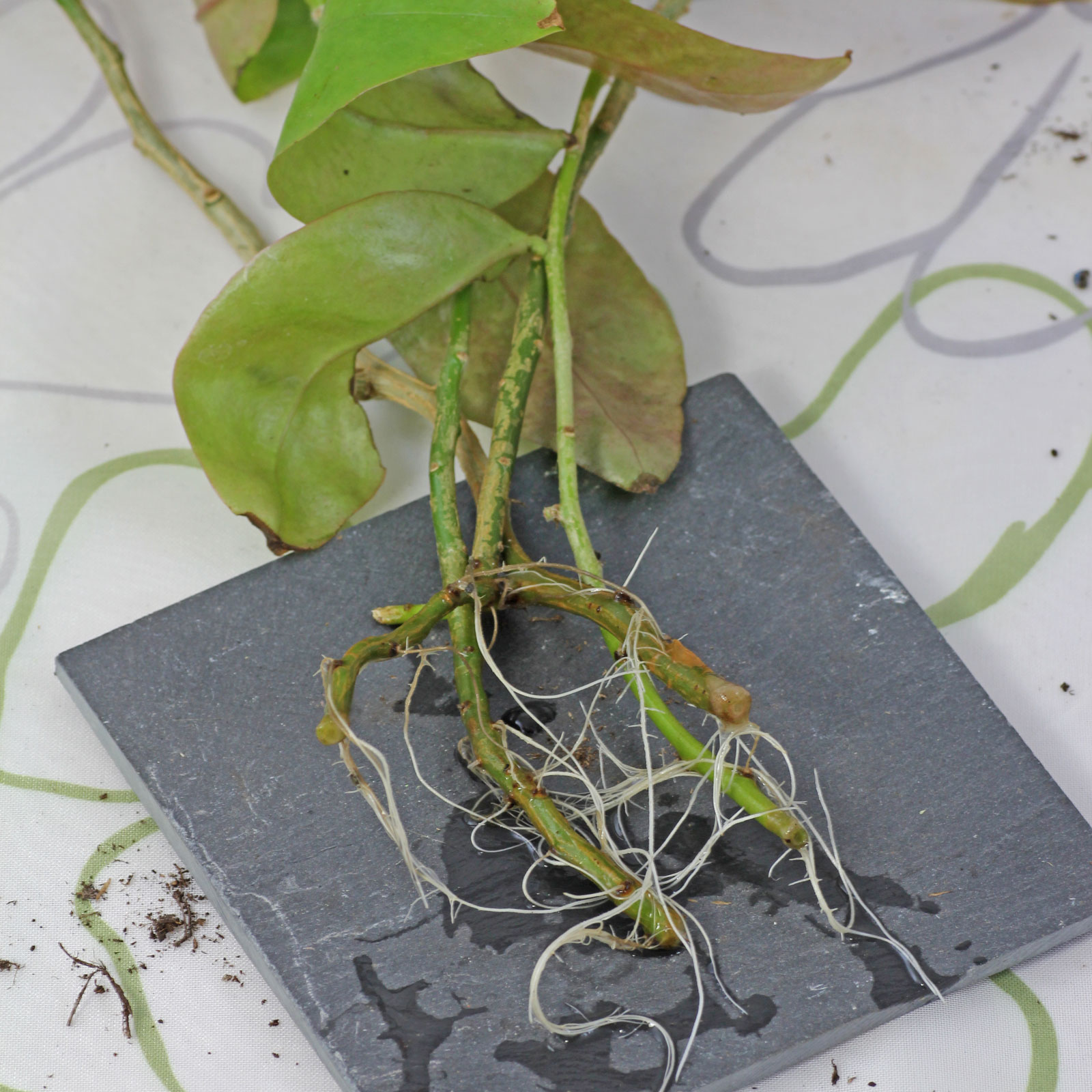 Pereskia aculeata