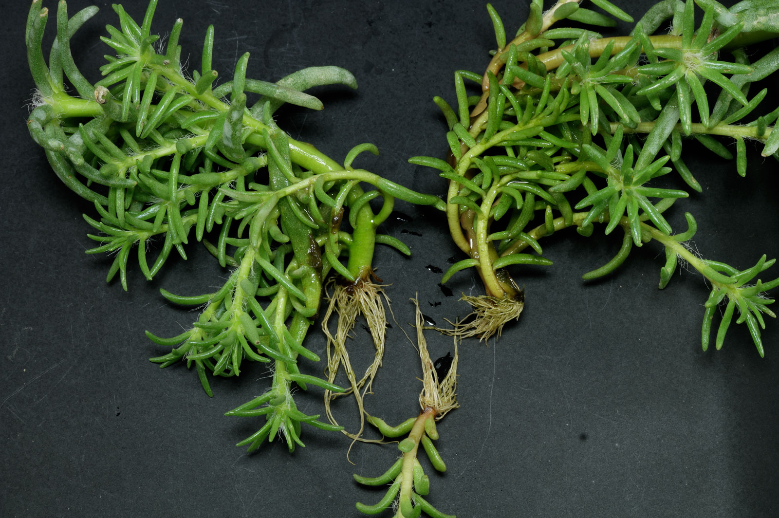 Portulaca grandiflora