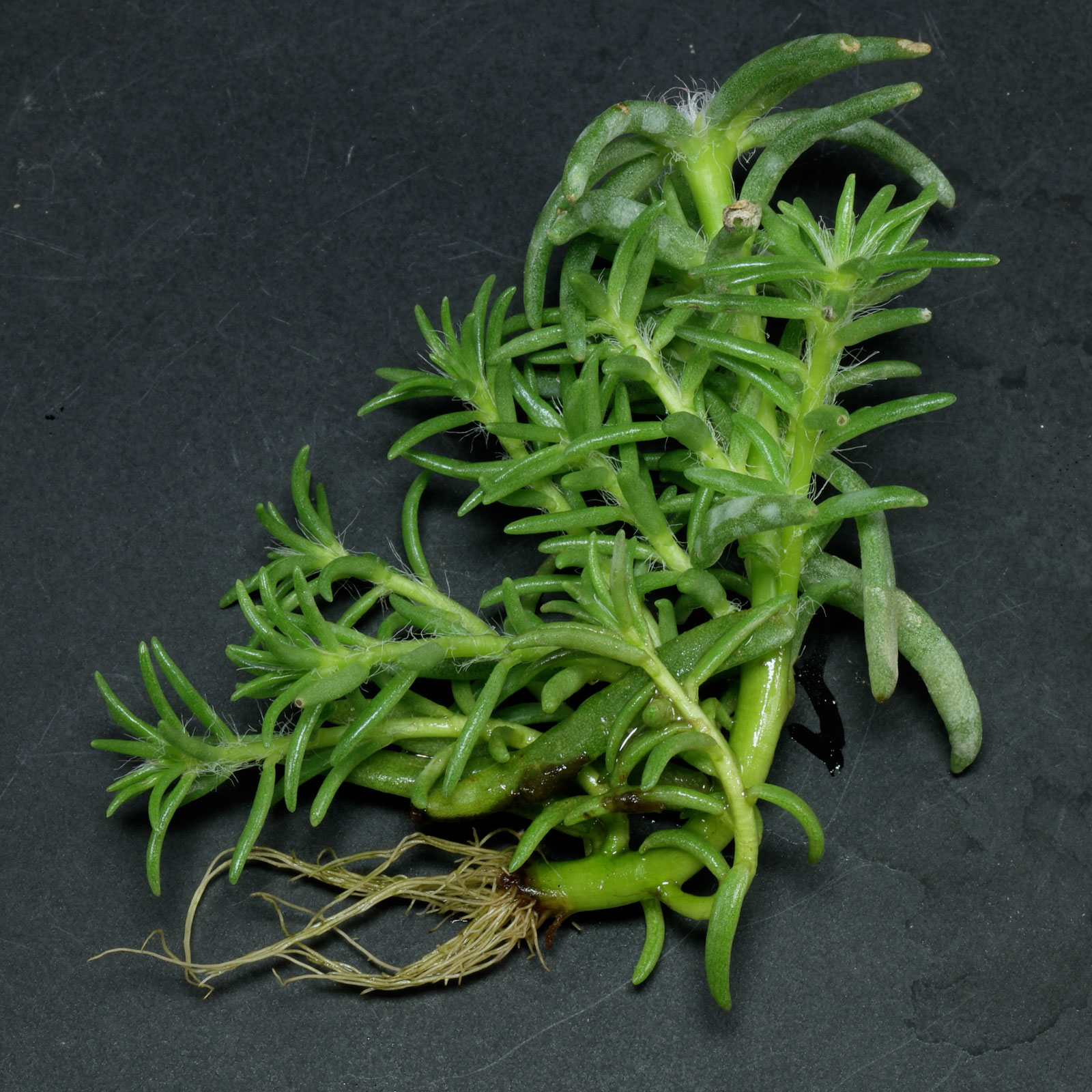 Portulaca grandiflora