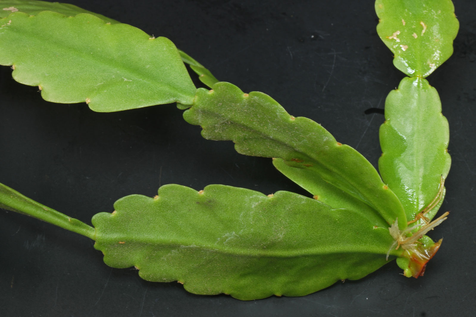 Rhipsalis goebeliana