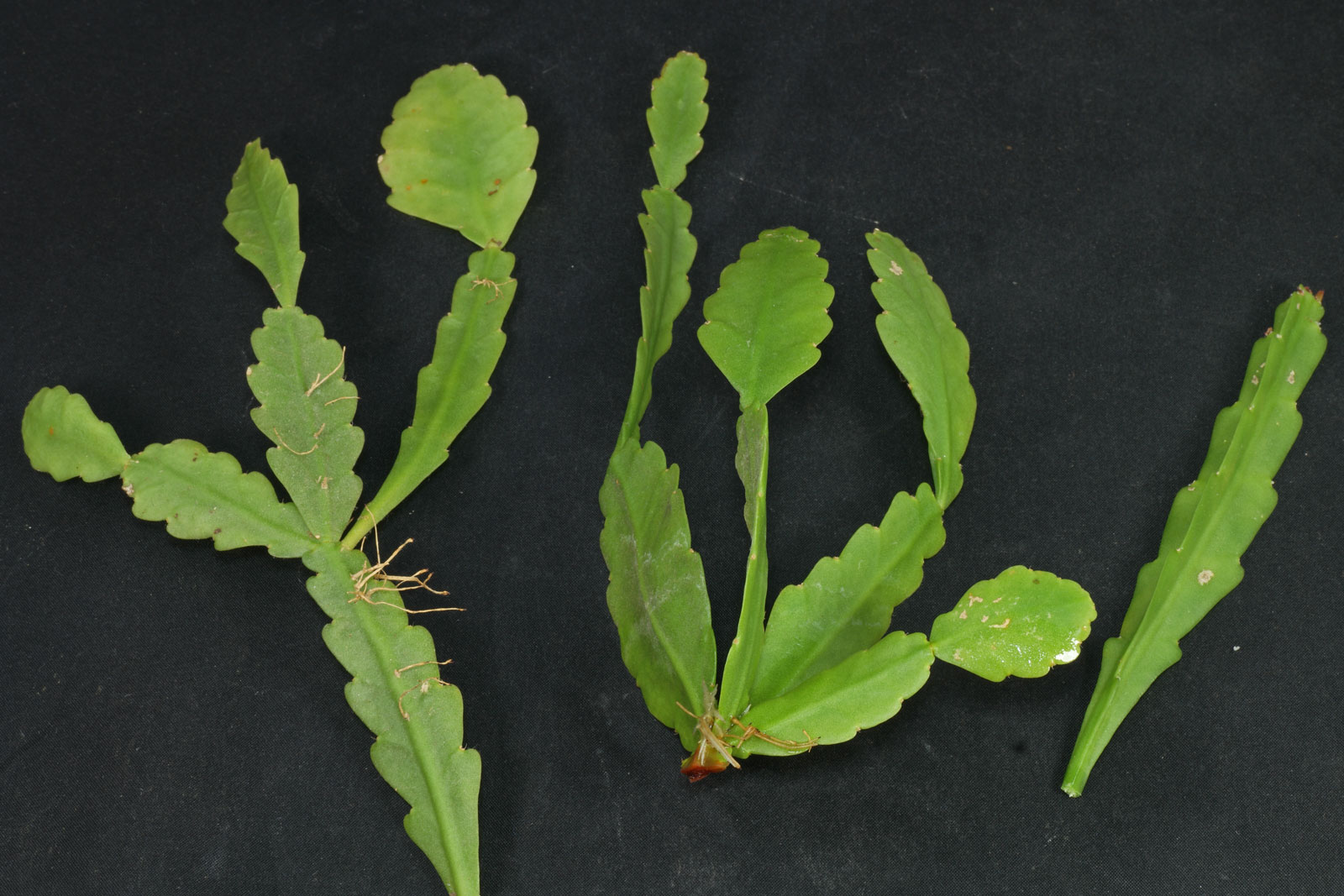 Rhipsalis goebeliana