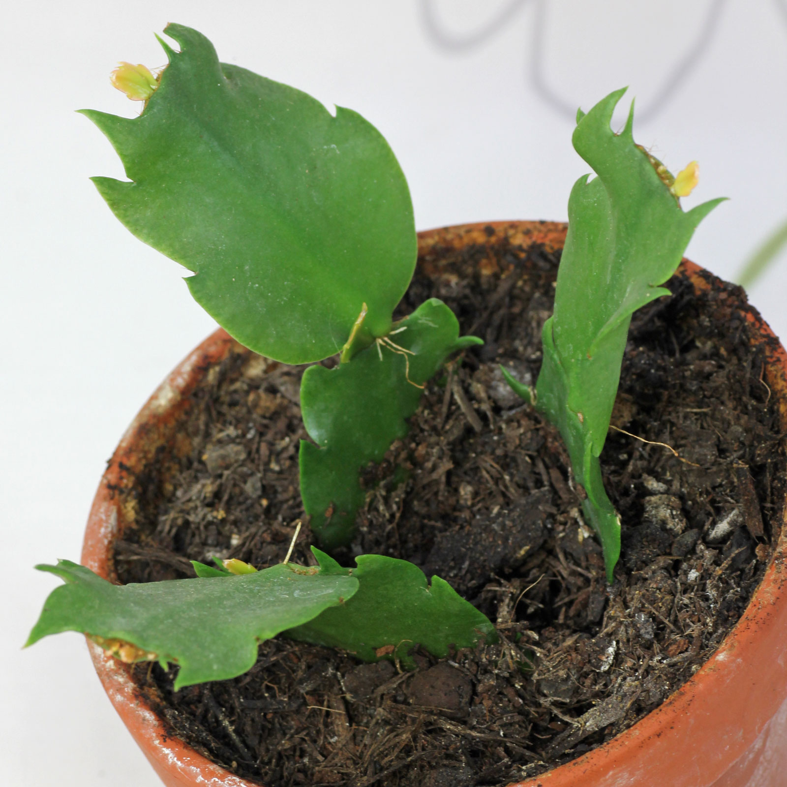 Schlumbergera truncata