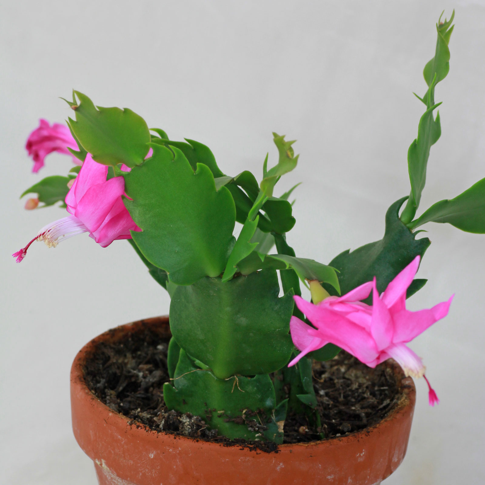 Schlumbergera truncata