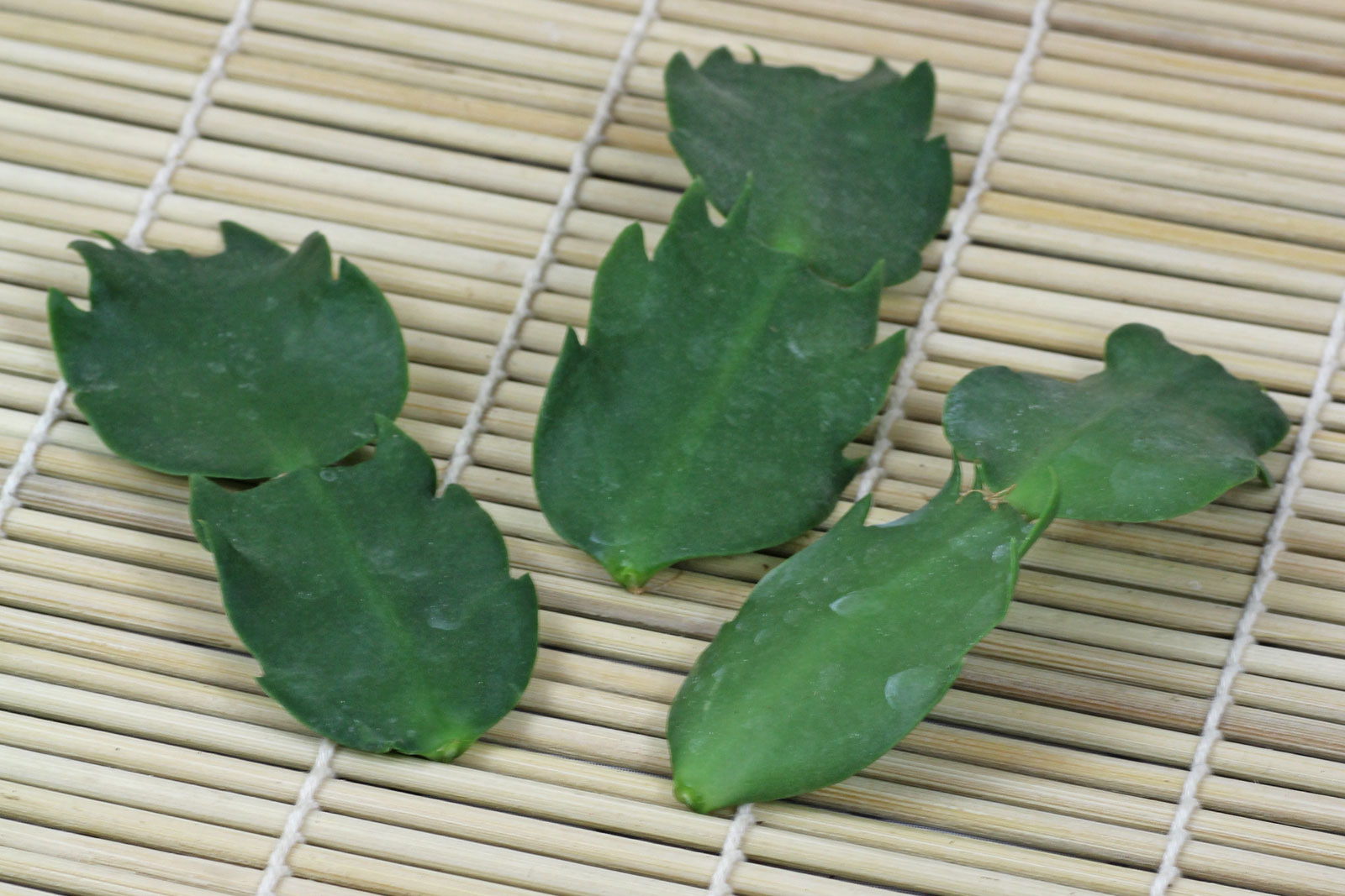 Schlumbergera truncata