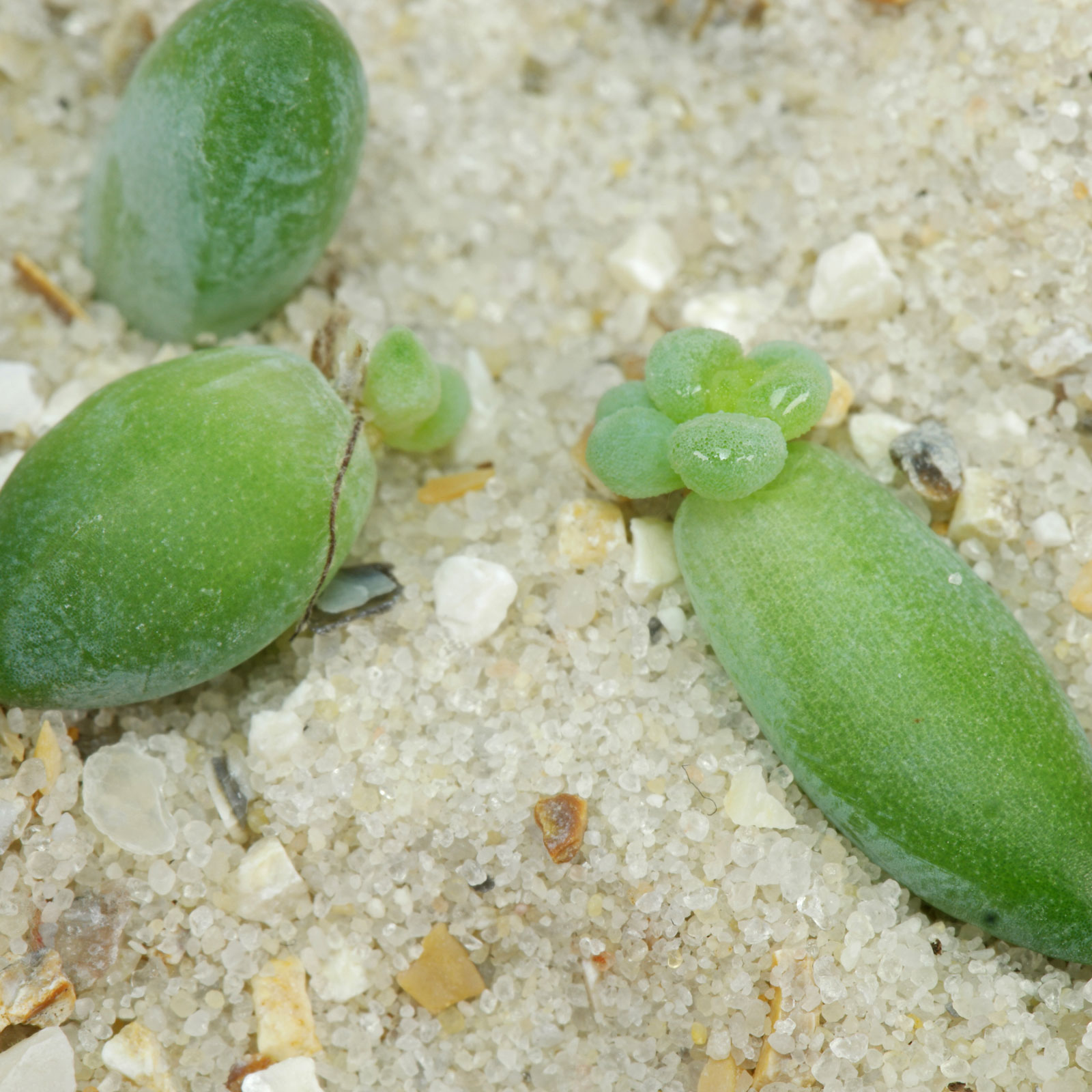 Sedum burrito