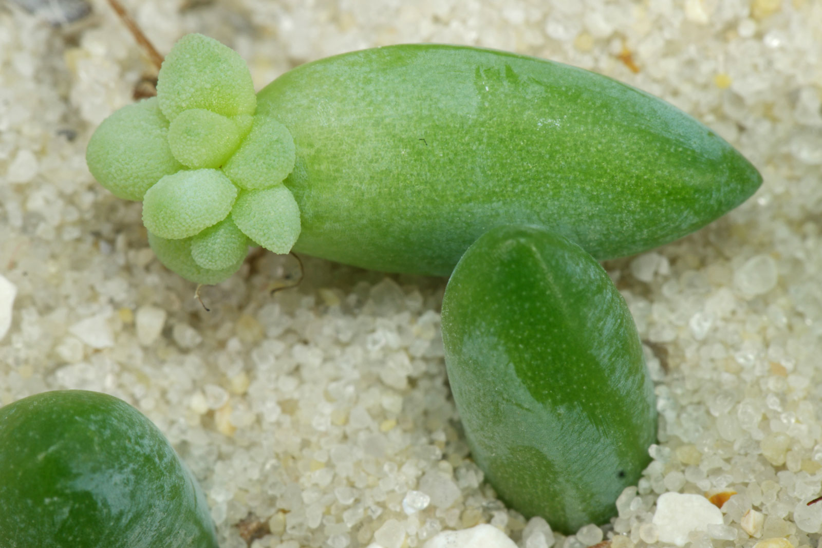 Sedum burrito