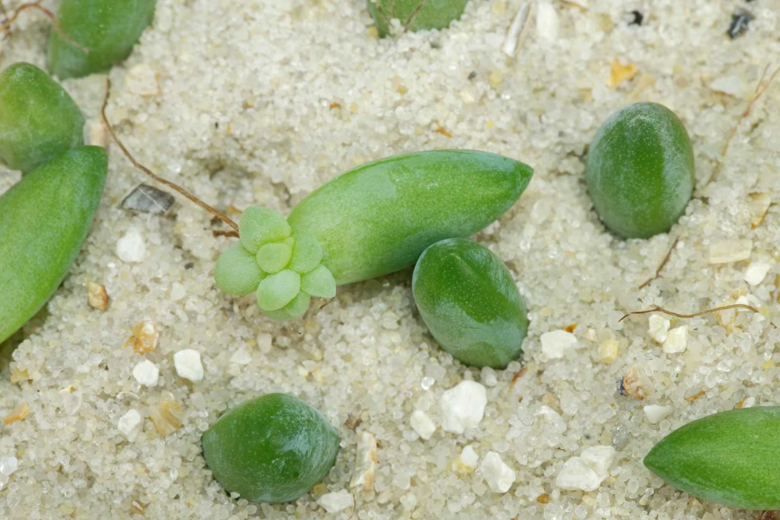 Sedum burrito