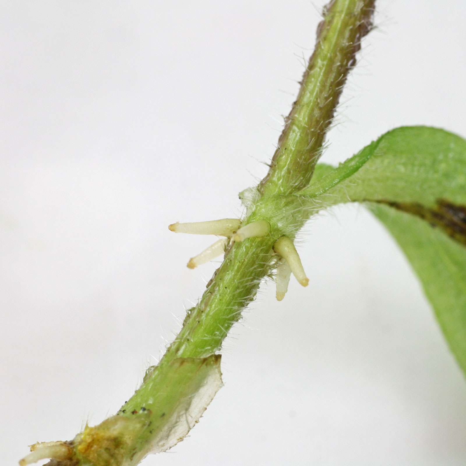 Tricyrtis hirta