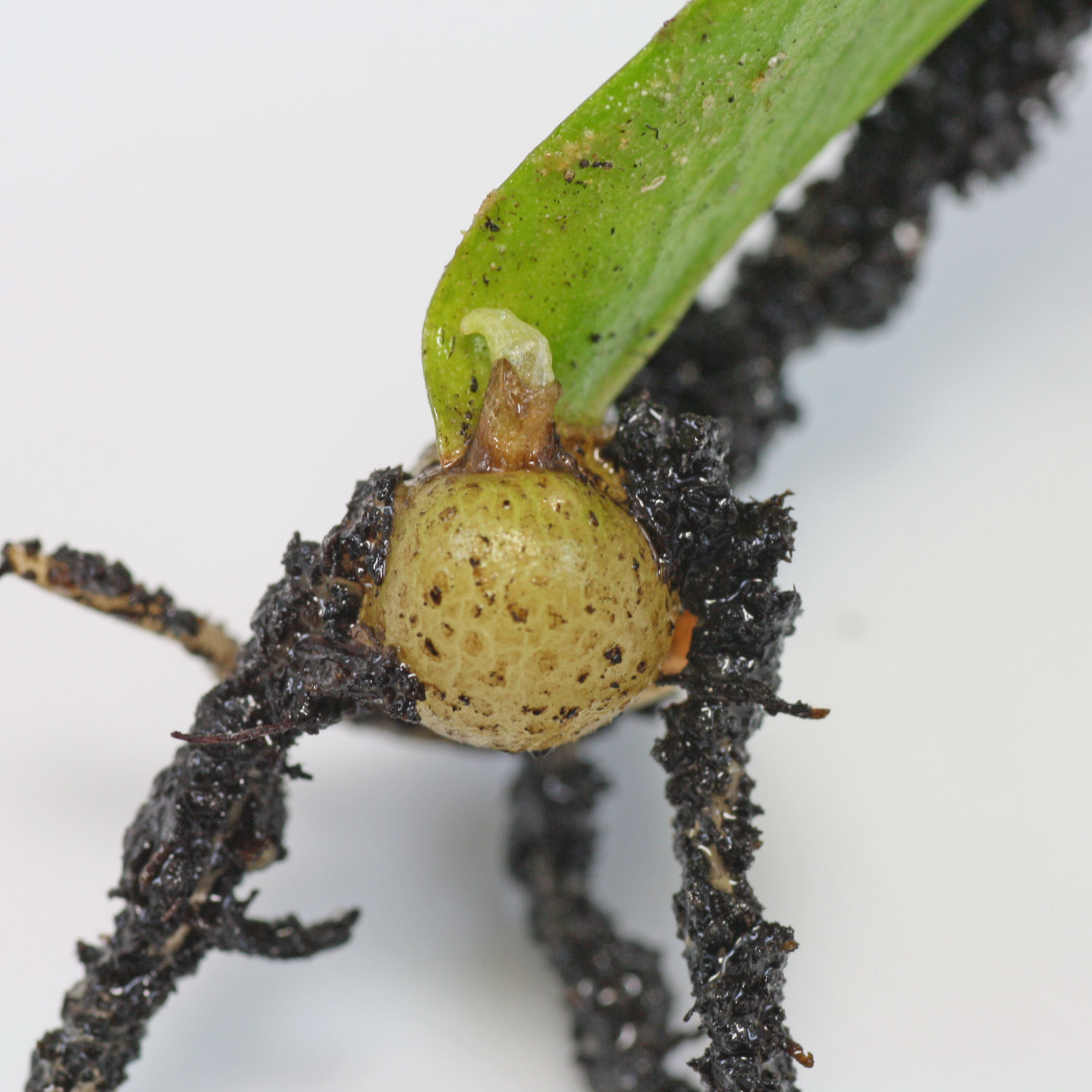 Zamioculcas zamiifolia