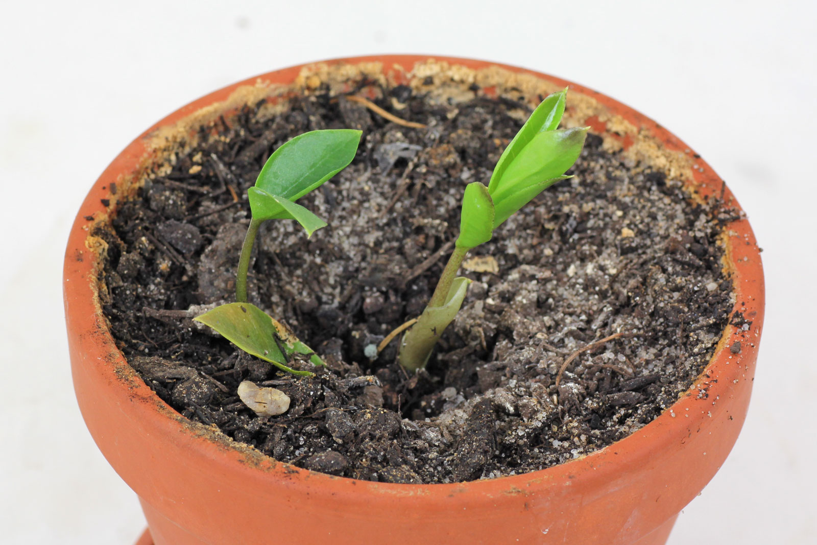 Zamioculcas zamiifolia