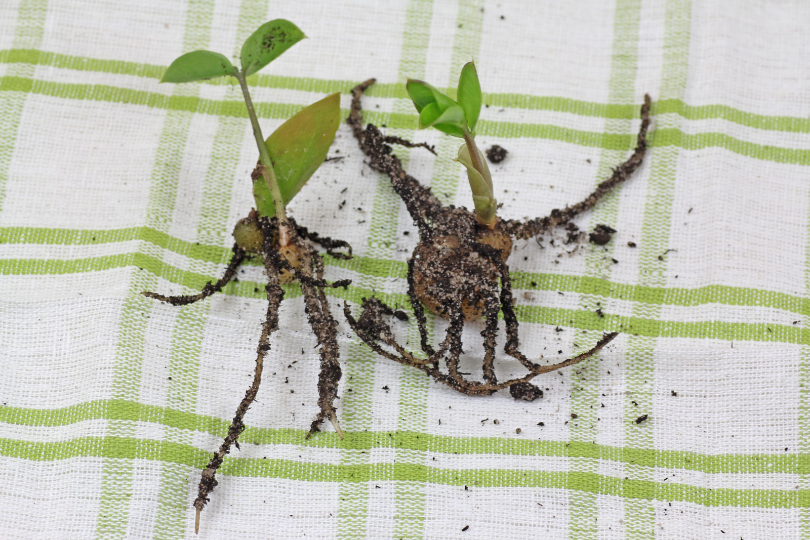 Zamioculcas zamiifolia