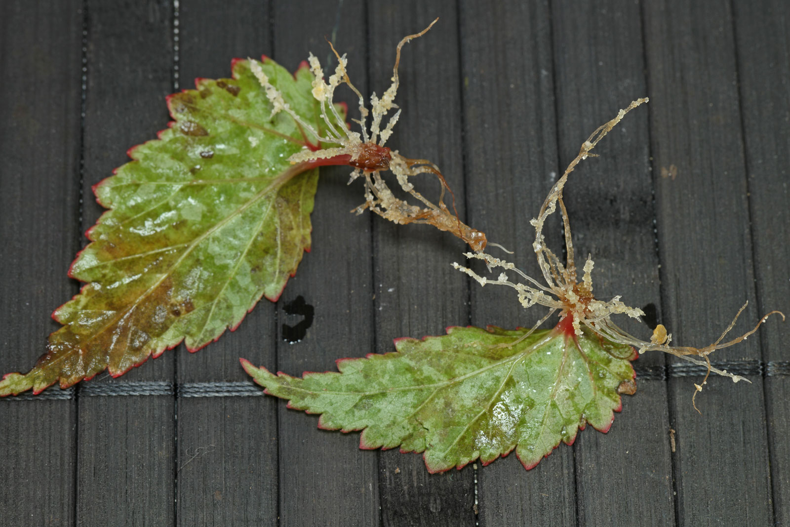 Begonia sutherlandii