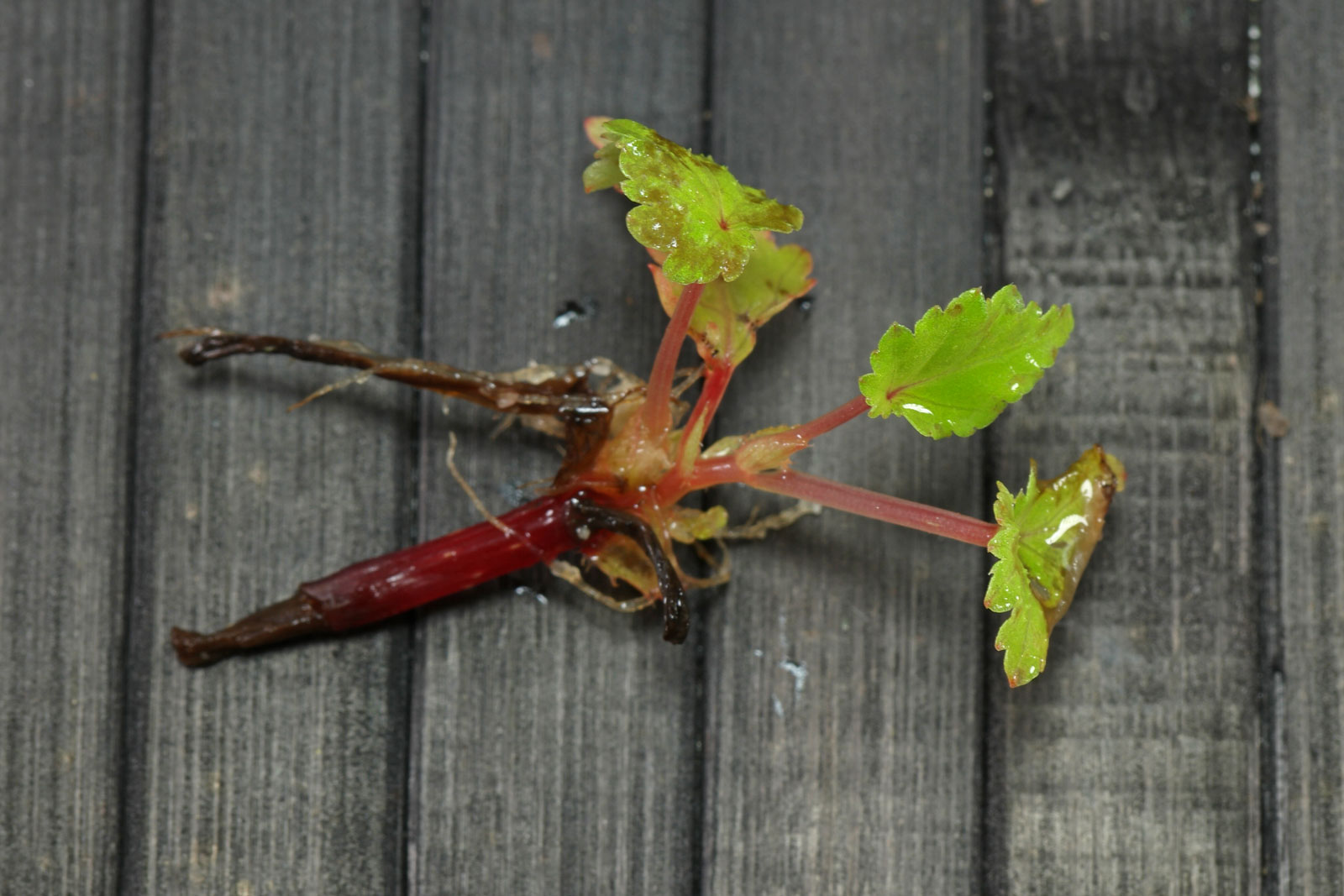 Begonia sutherlandii