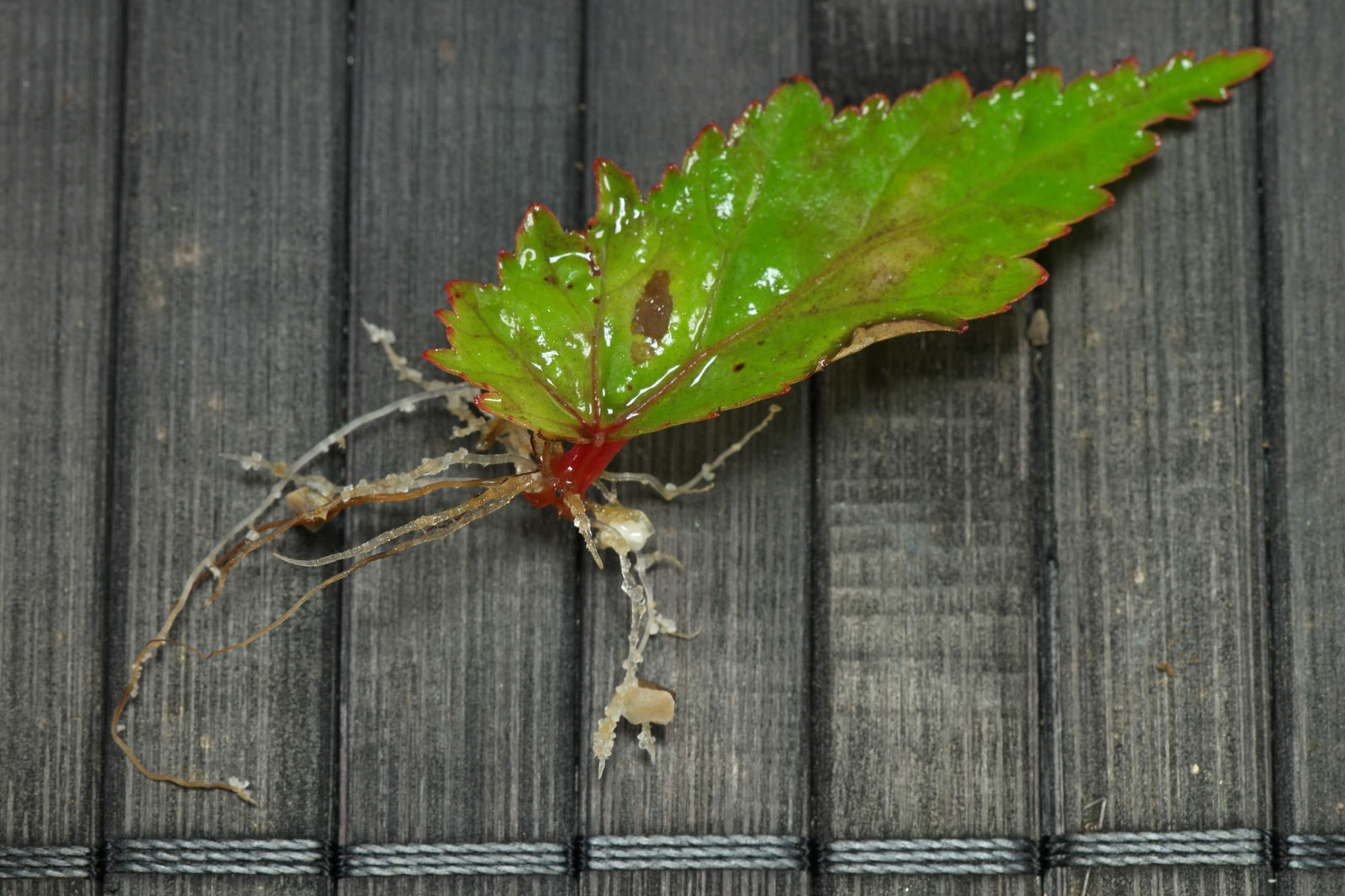 Begonia sutherlandii
