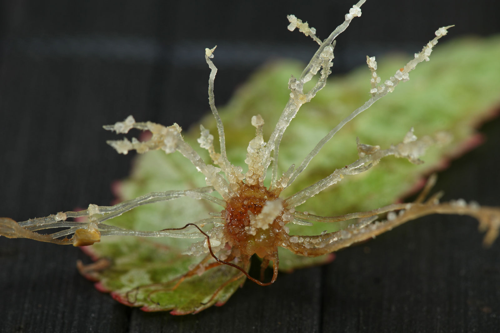 Begonia sutherlandii
