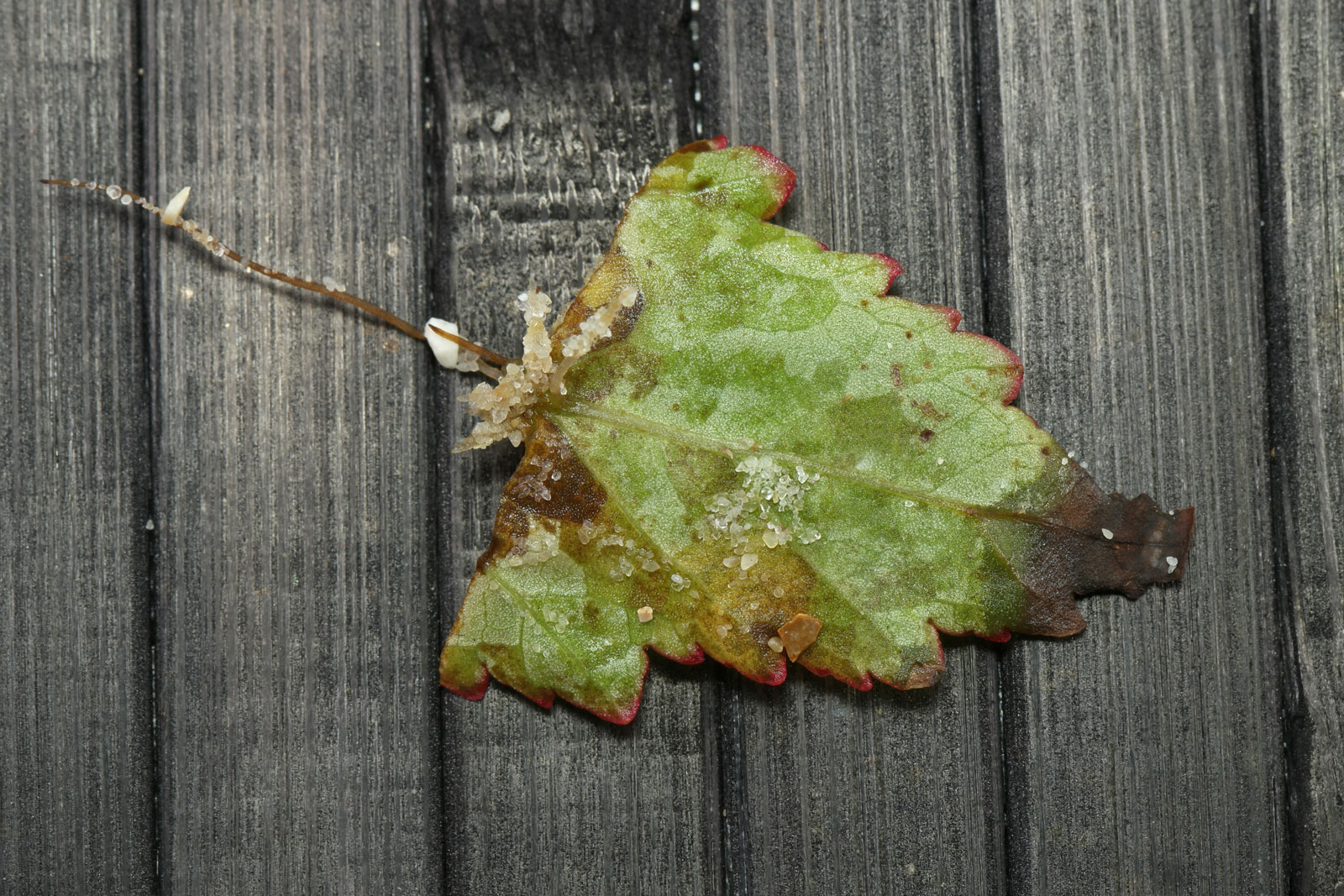 Begonia sutherlandii