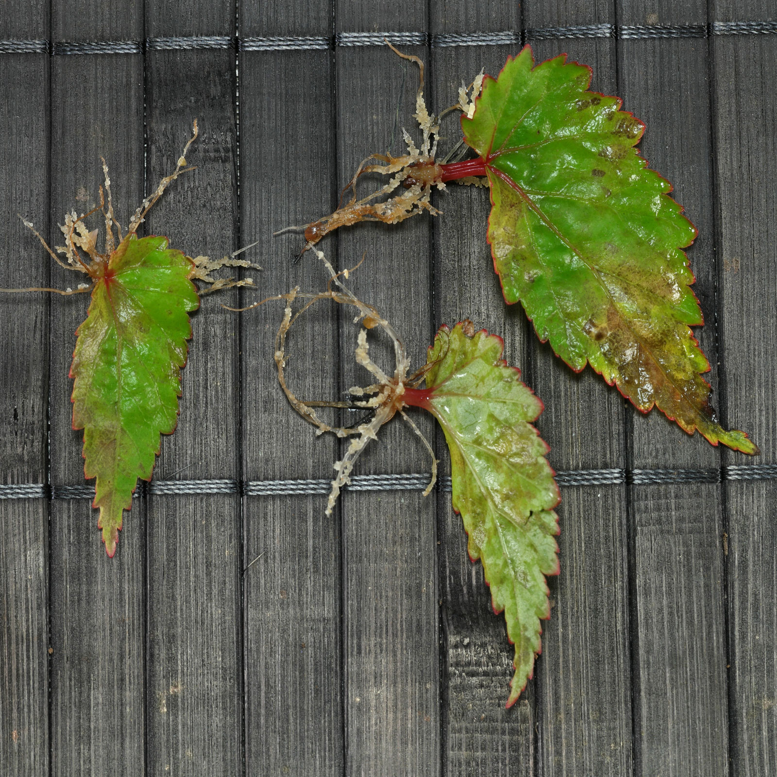Begonia sutherlandii