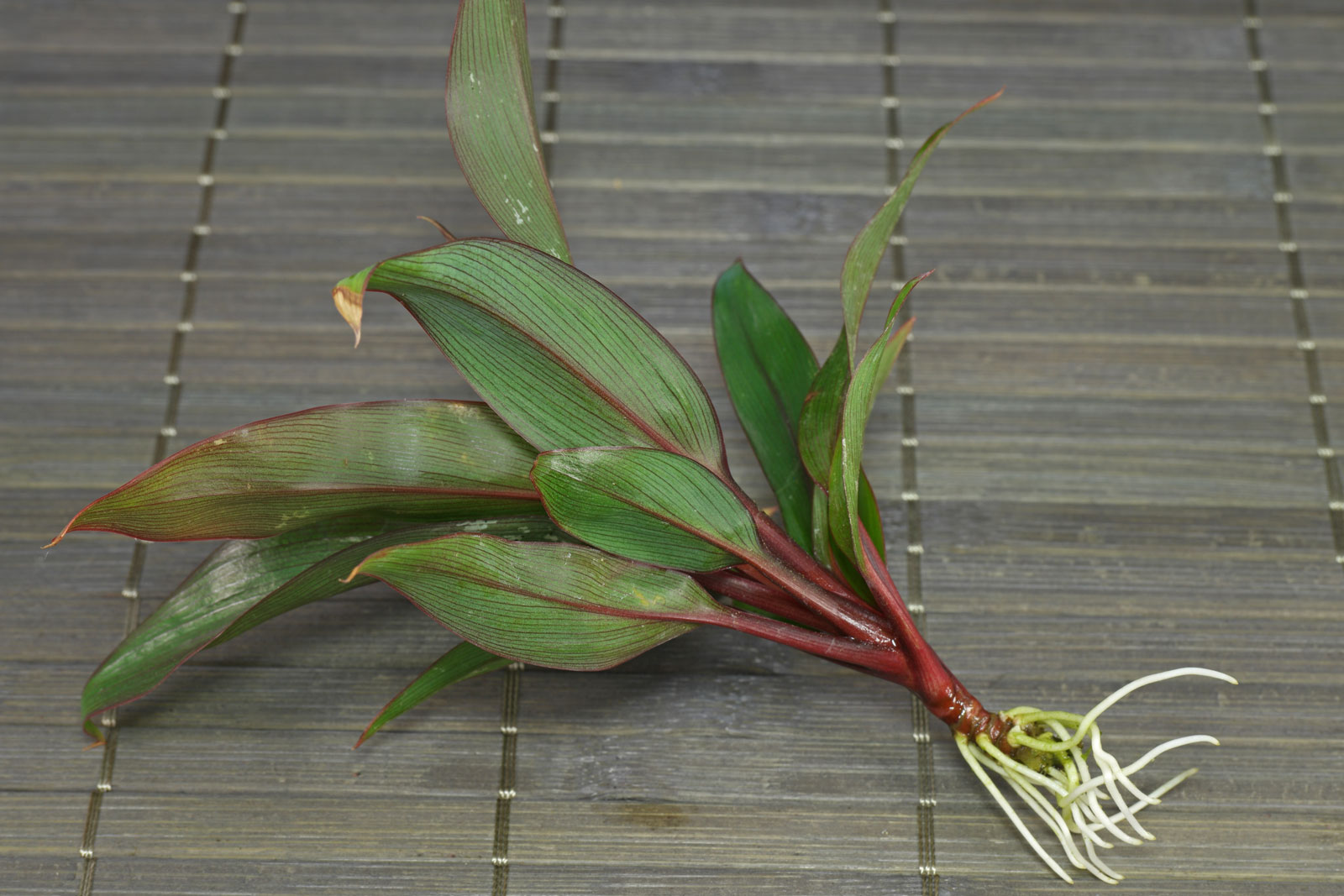 Cordyline fruticosa