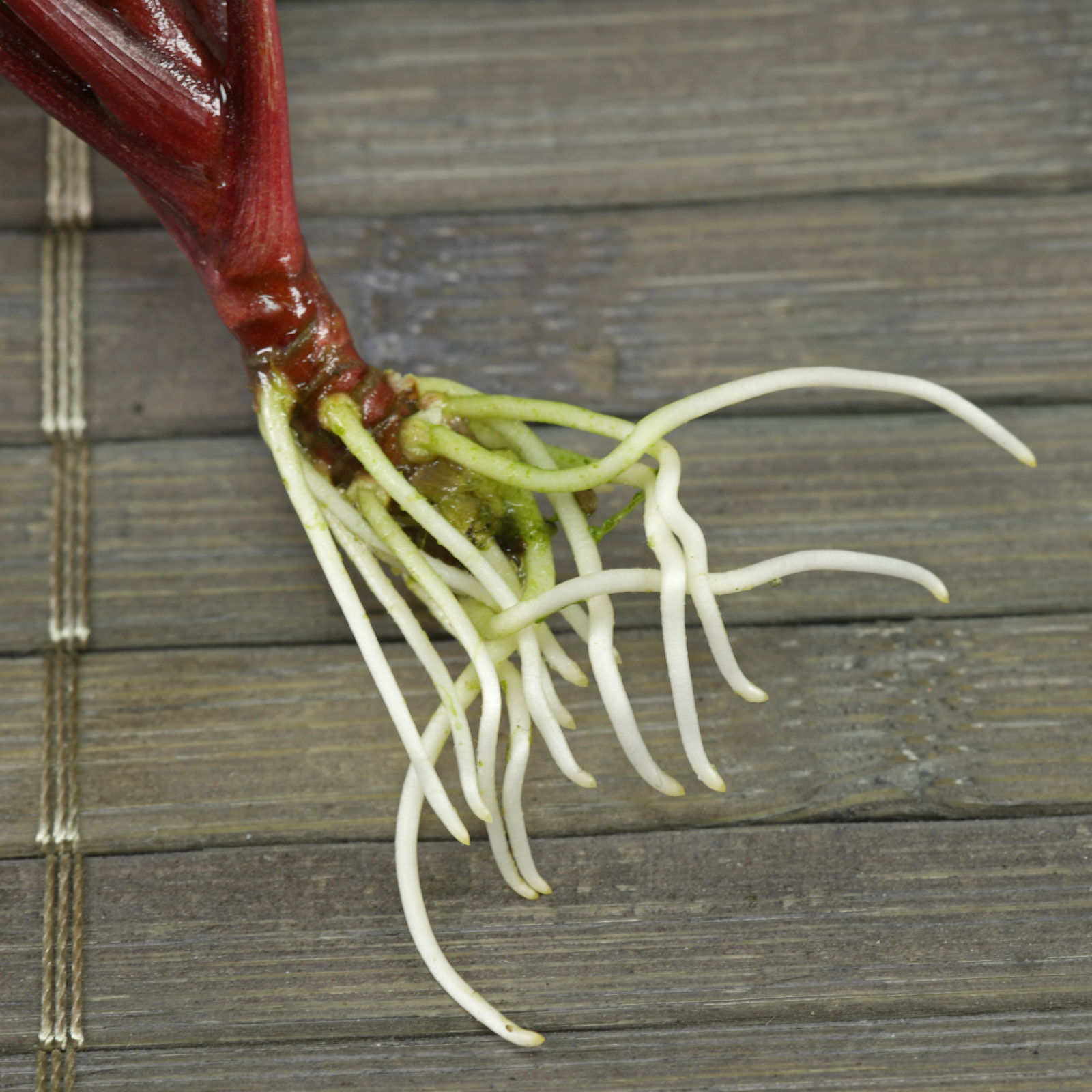 Cordyline fruticosa