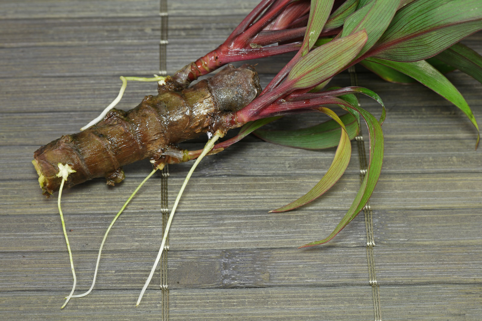 Cordyline fruticosa