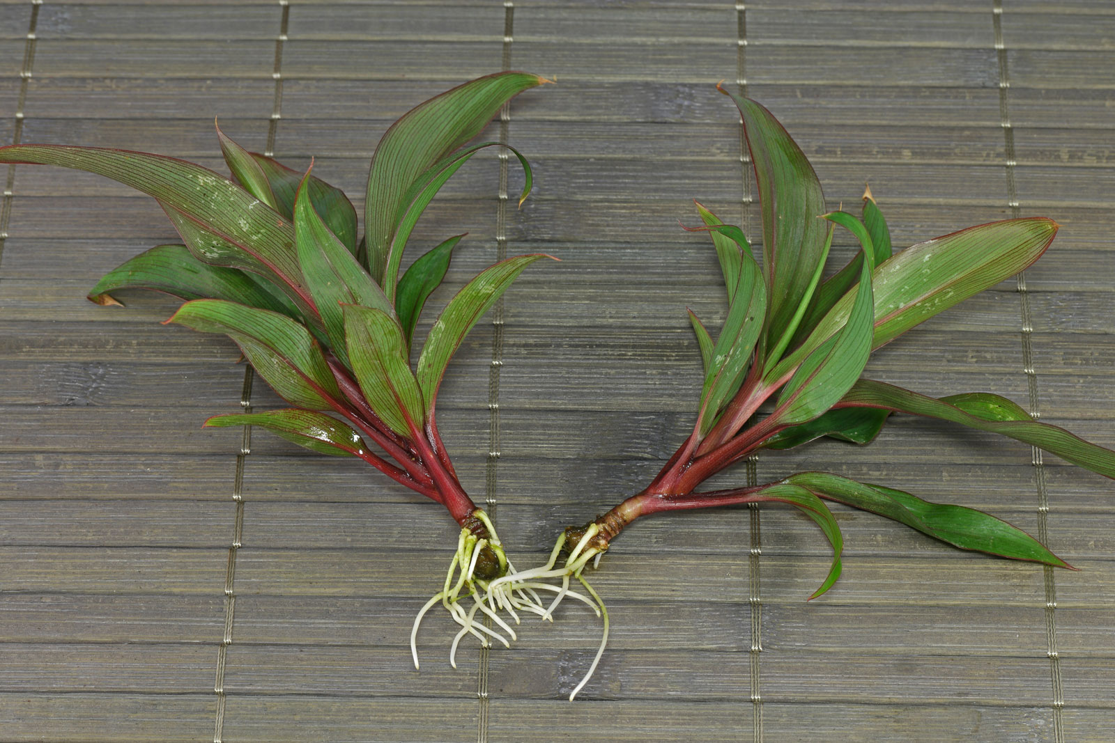 Cordyline fruticosa