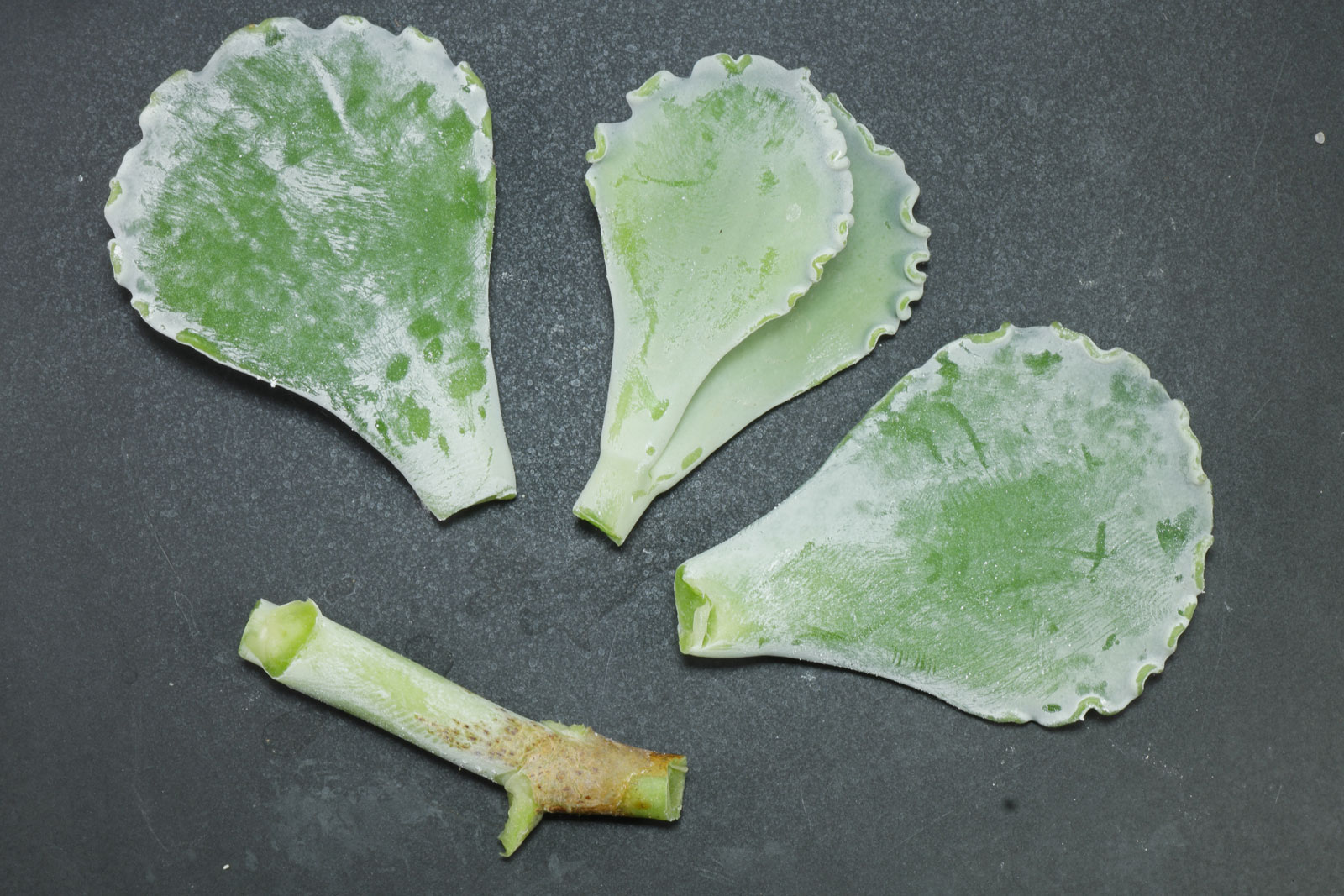 Cotyledon undulata