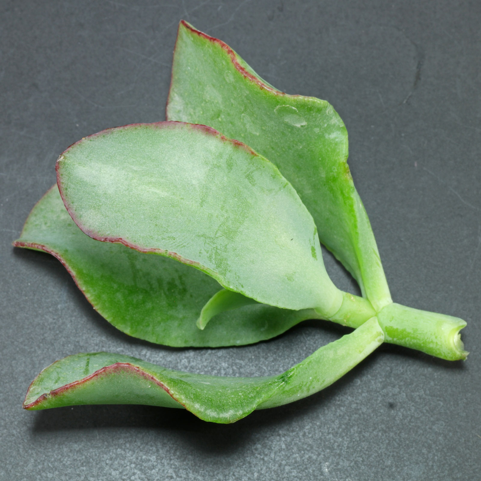 Crassula arborescens