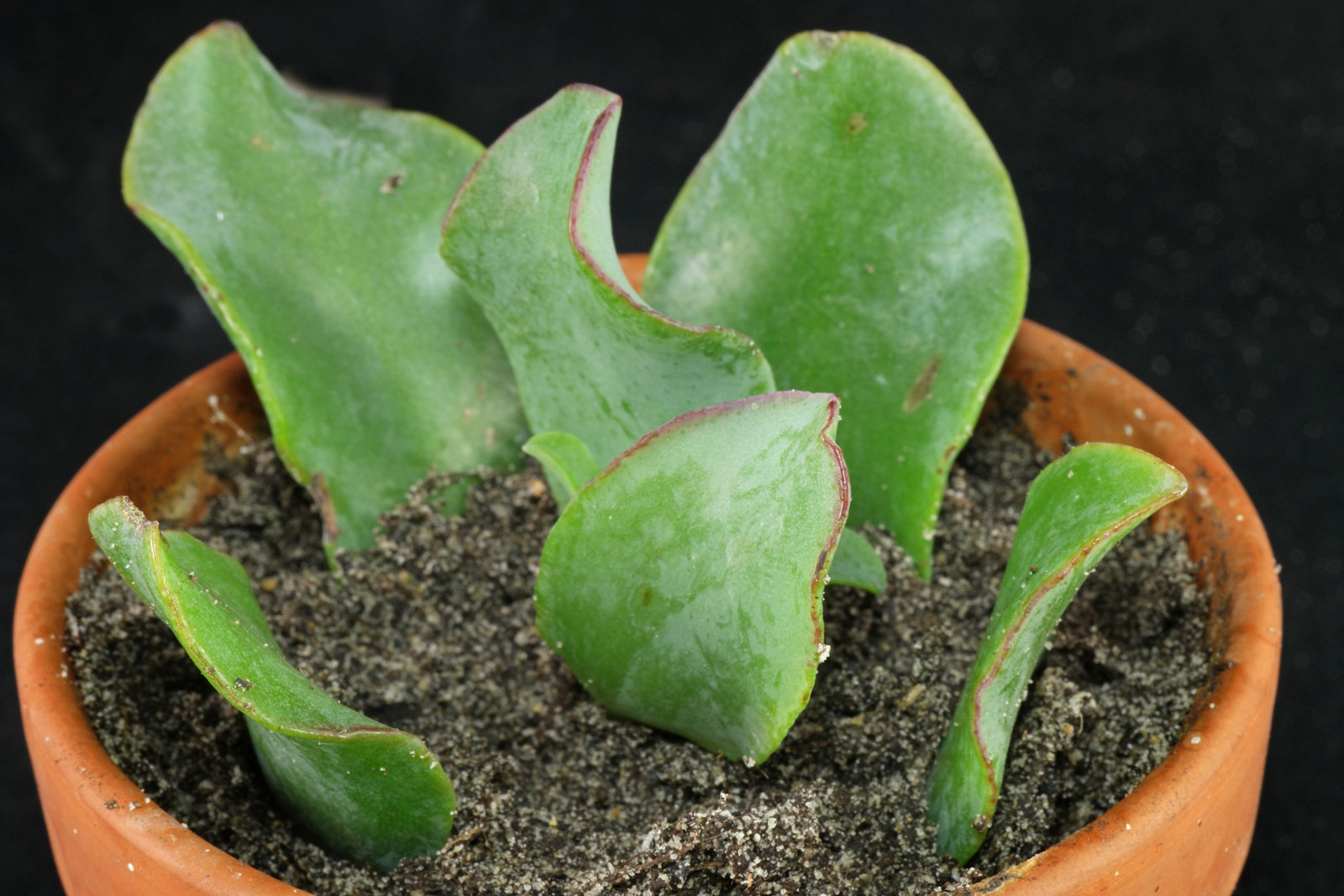 Crassula arborescens
