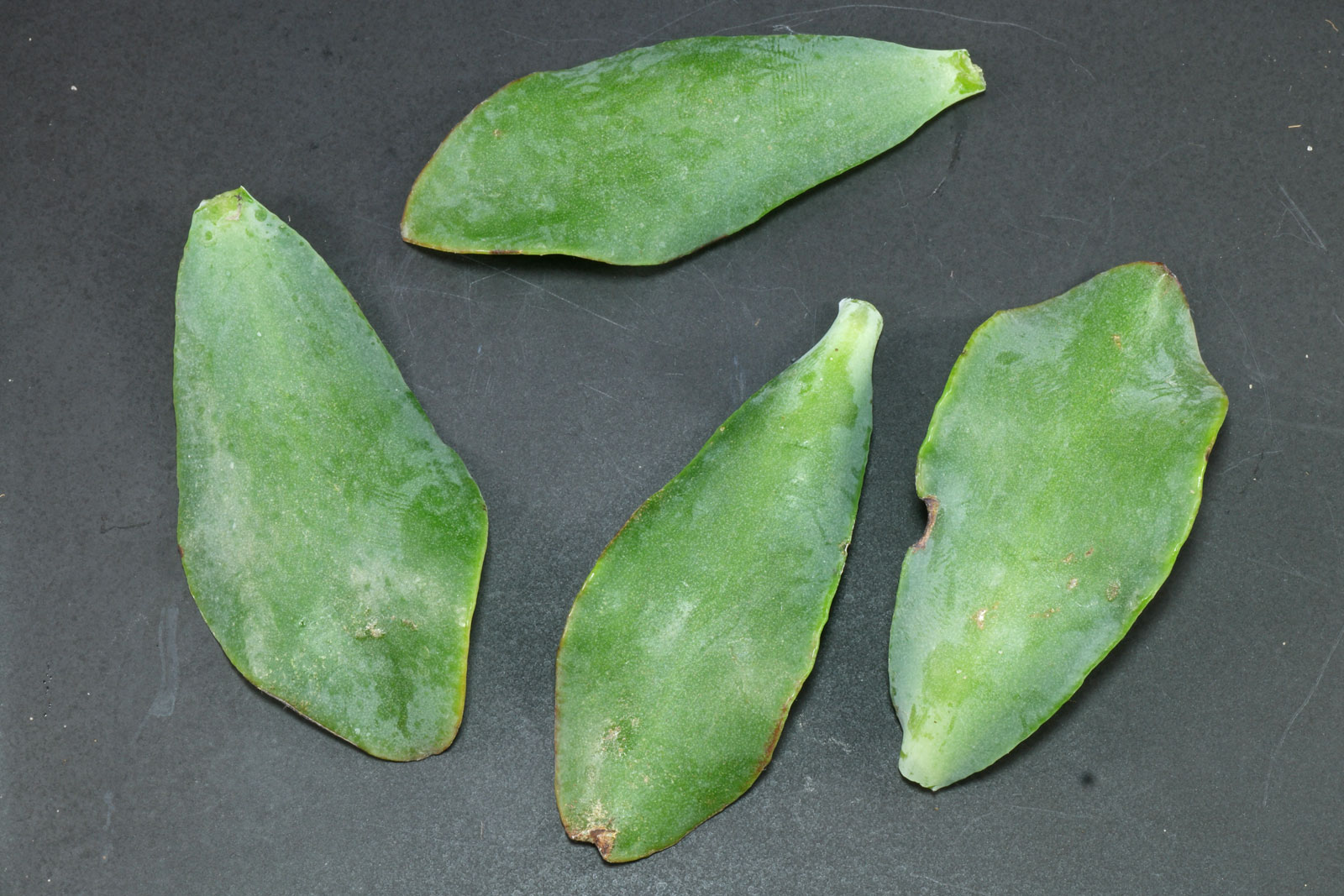 Crassula arborescens