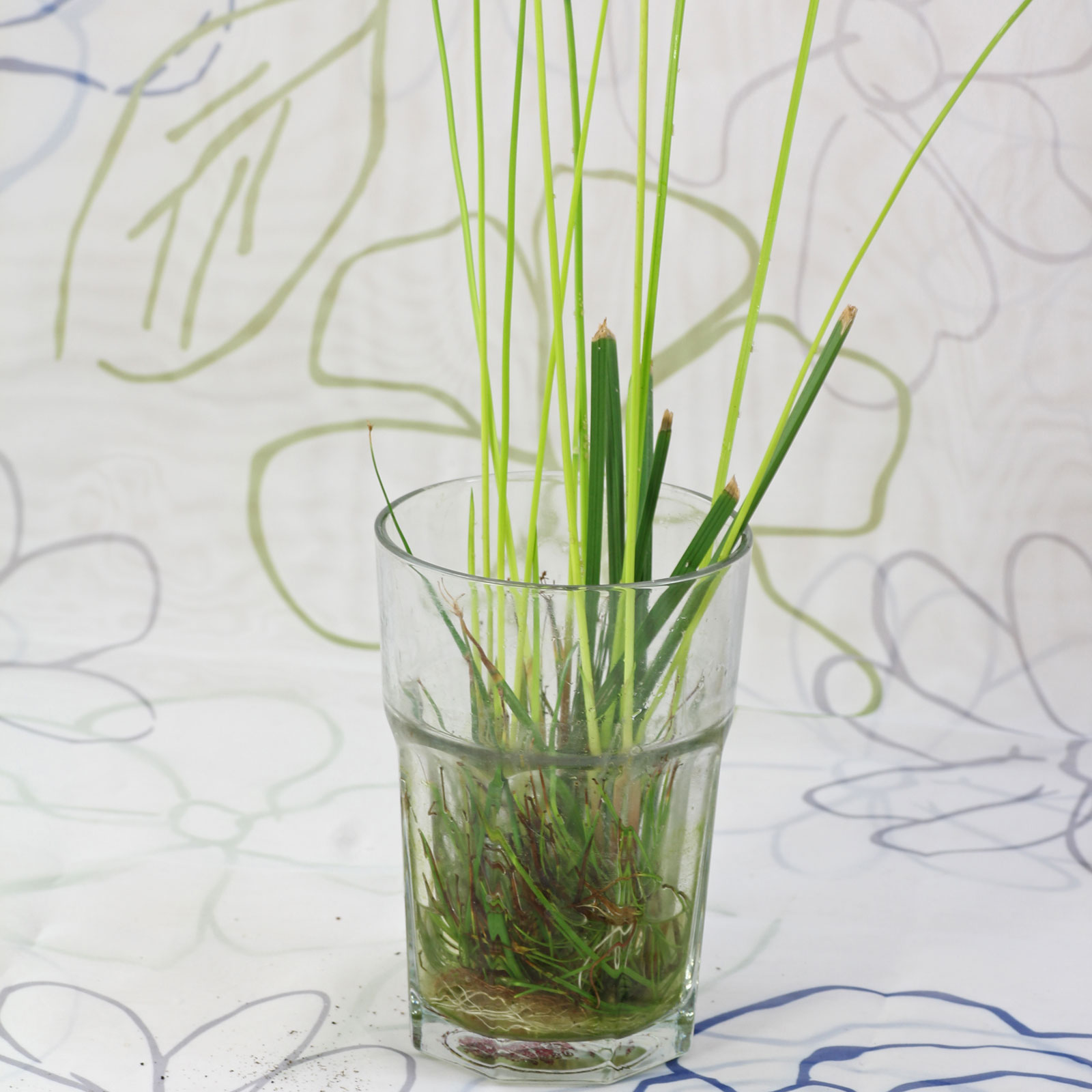 Cyperus haspan