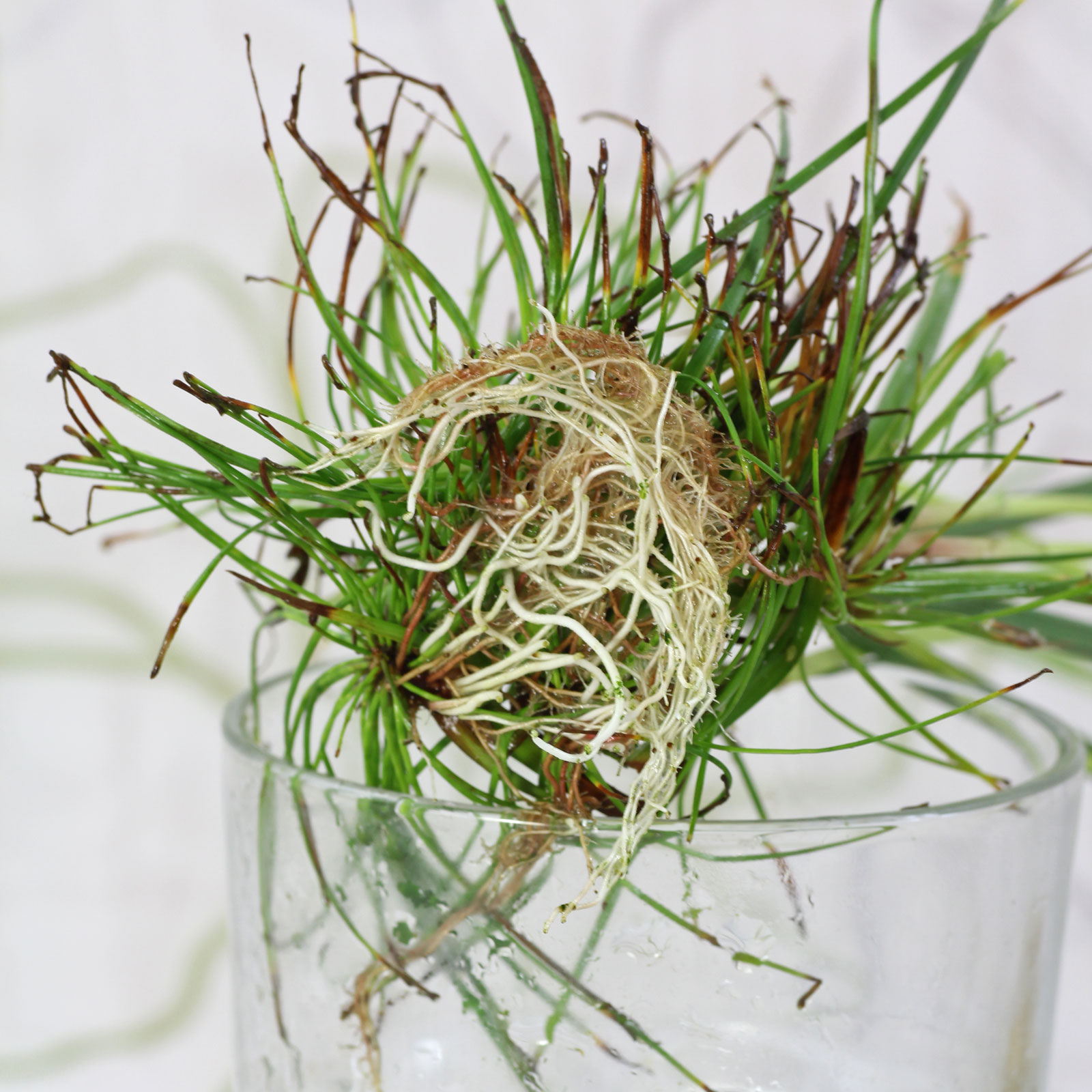 Cyperus haspan