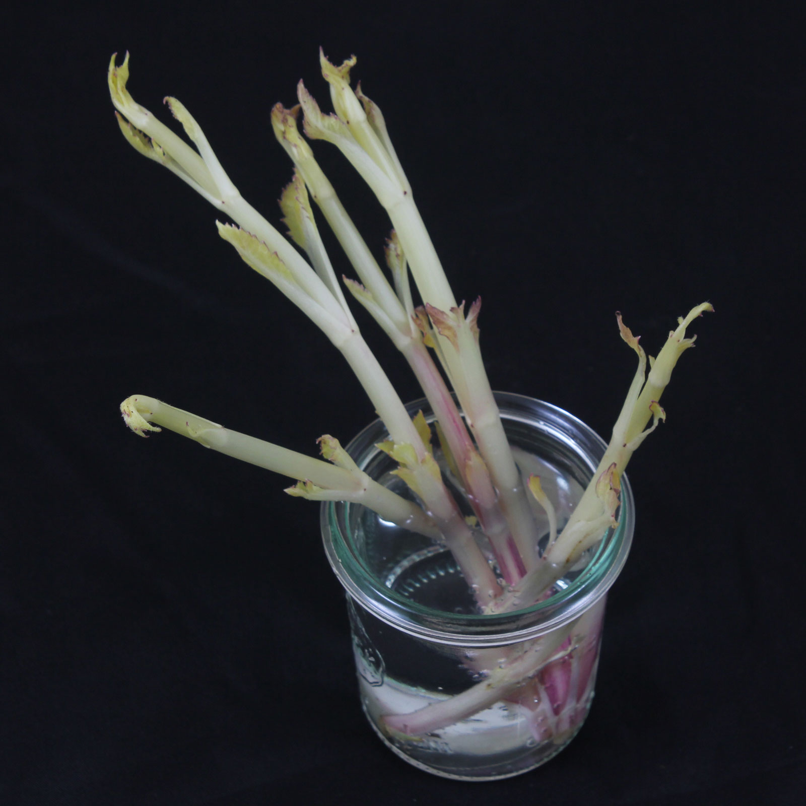Dahlia pinnata
