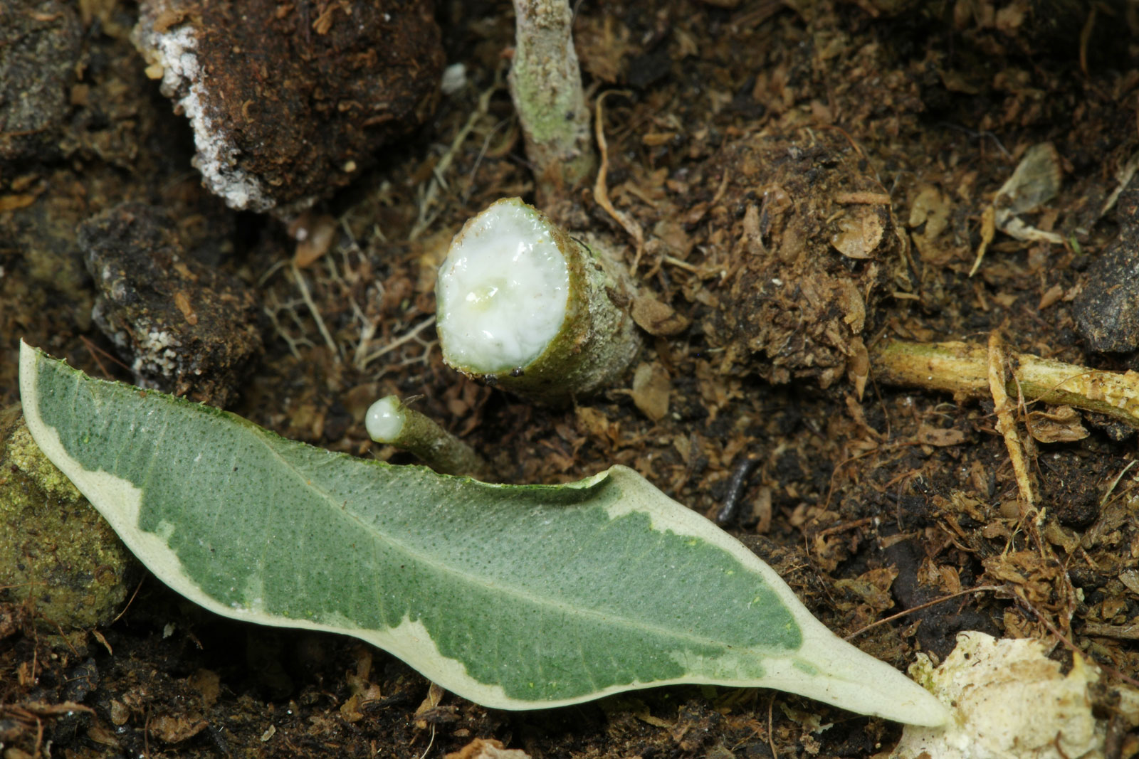 Ficus benjamina
