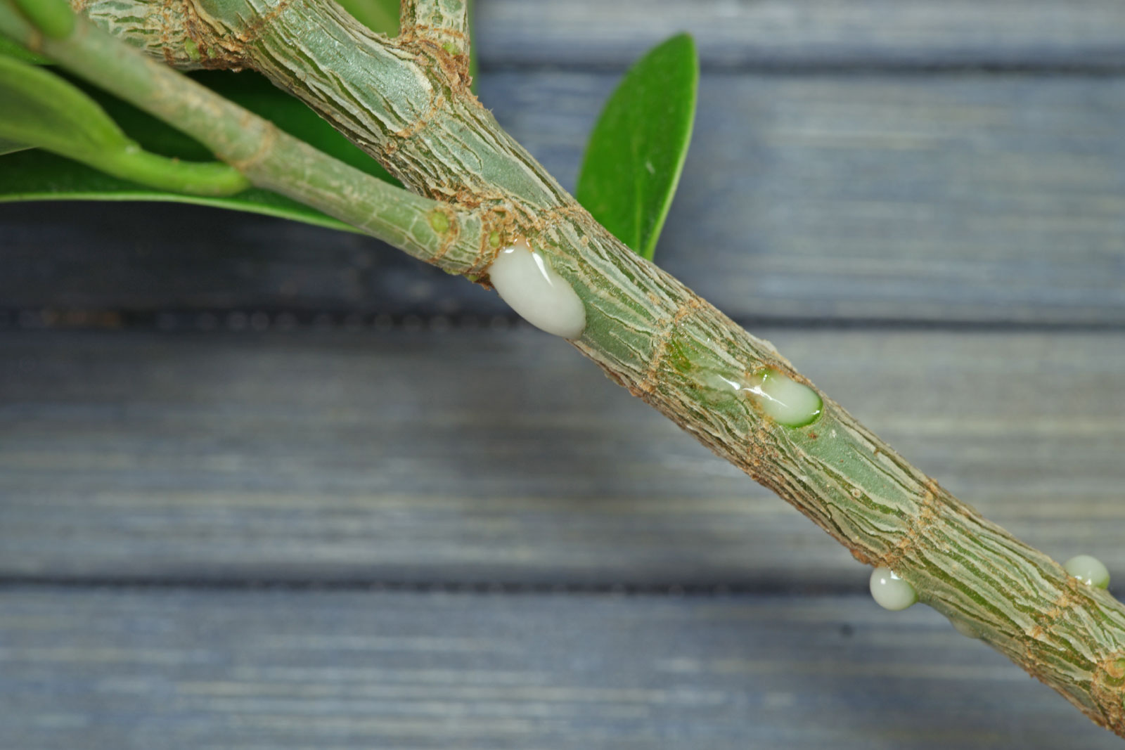 Ficus microcarpa