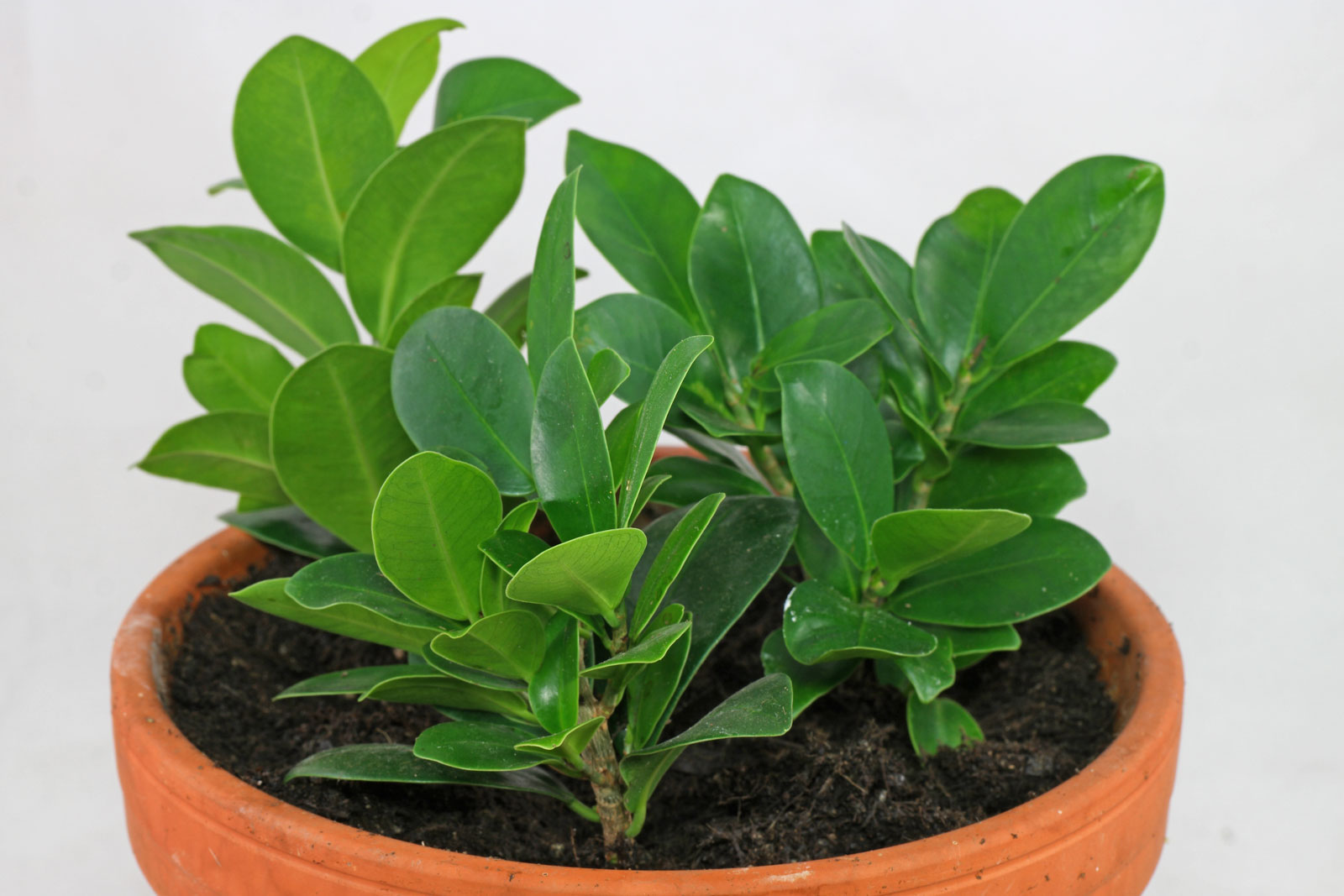 Ficus microcarpa
