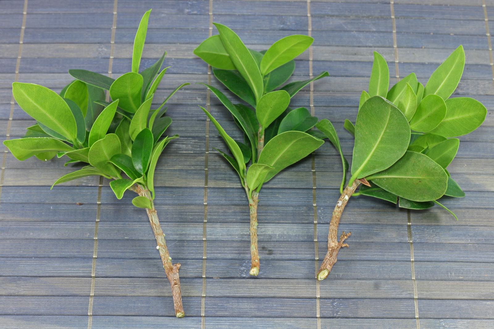 Ficus microcarpa