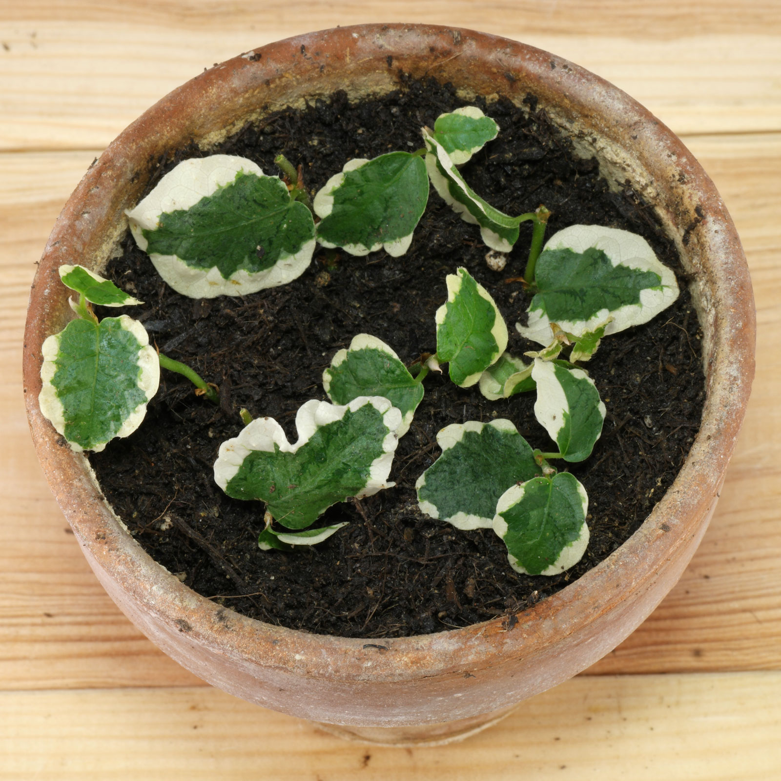 Ficus pumila