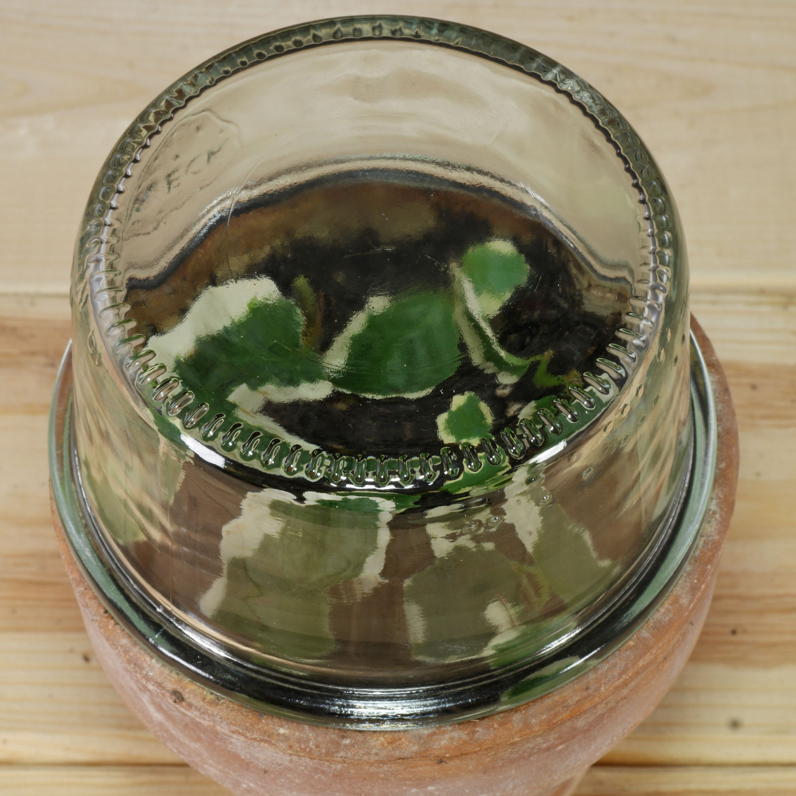 Ficus pumila