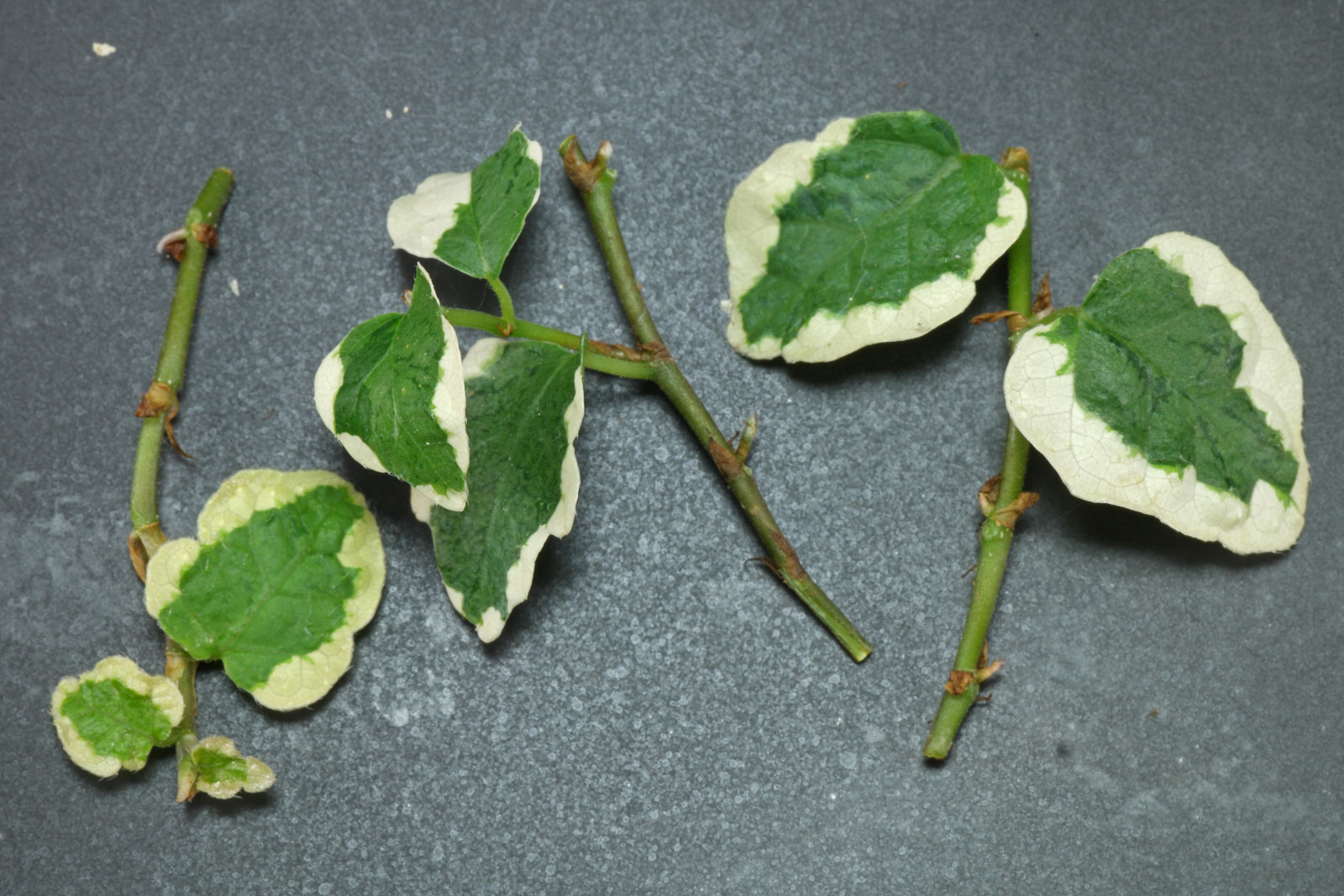 Ficus pumila