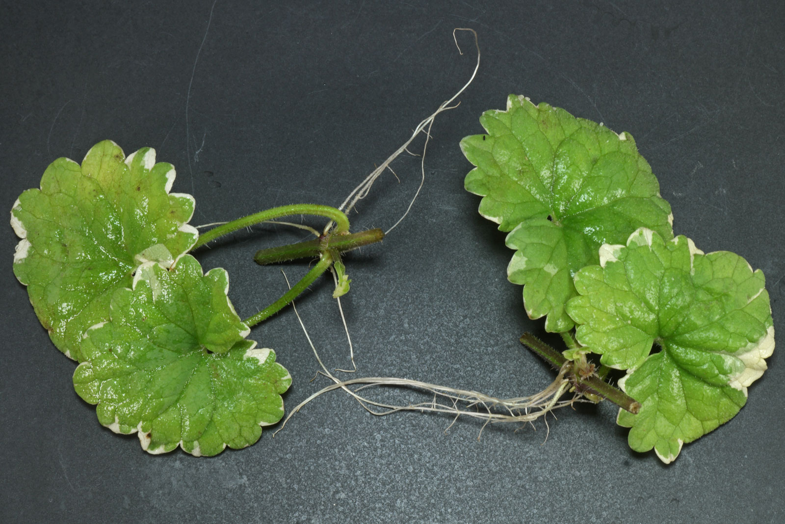 Glechoma hederacea Variegata