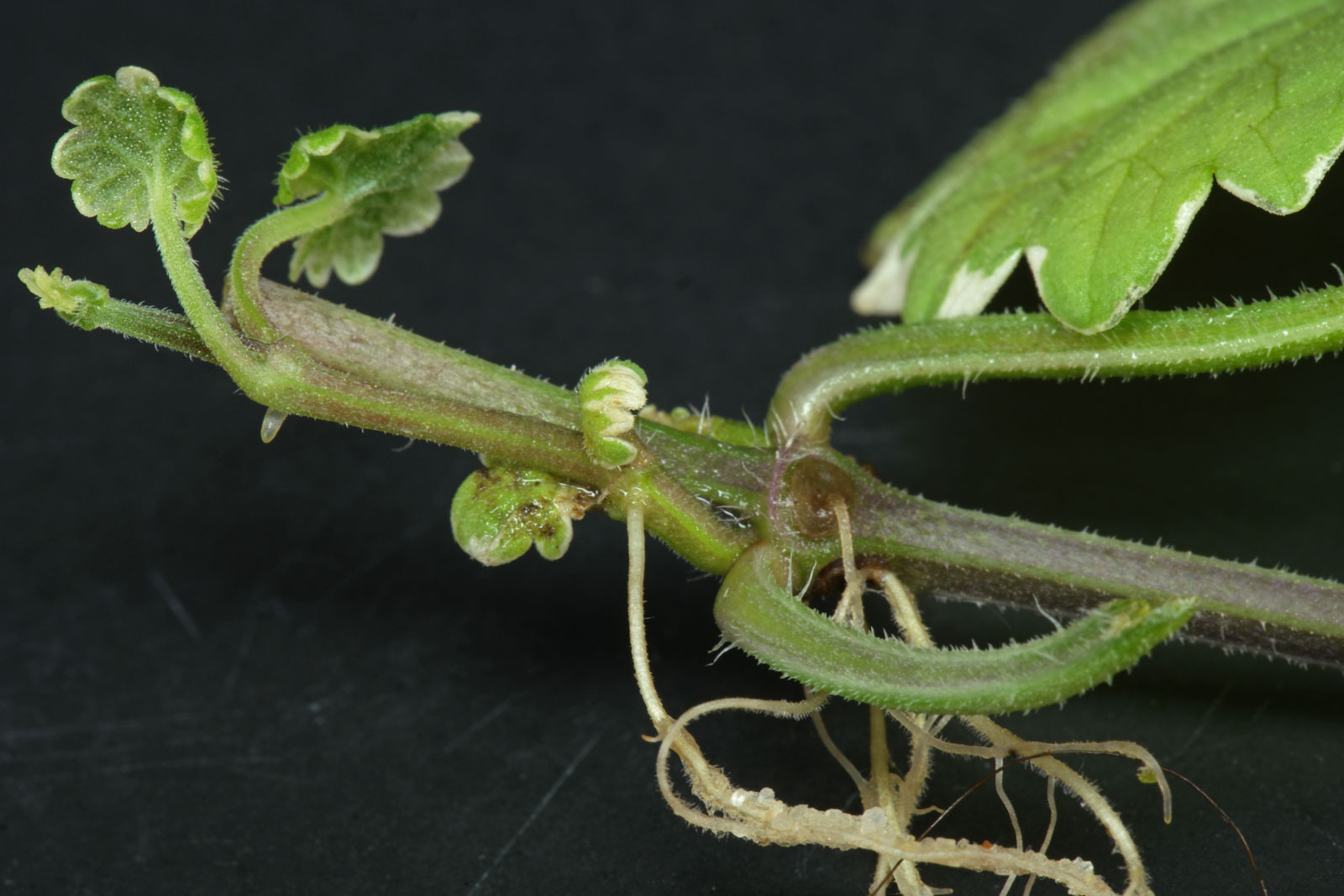 Glechoma hederacea Variegata