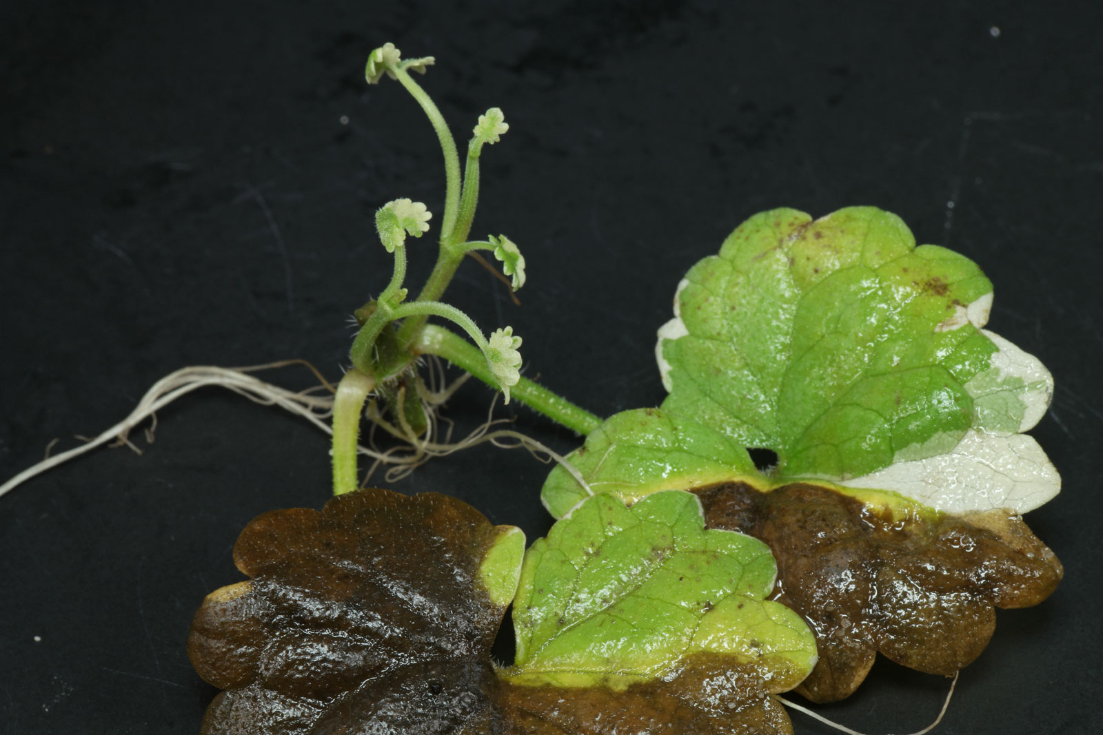 Glechoma hederacea Variegata