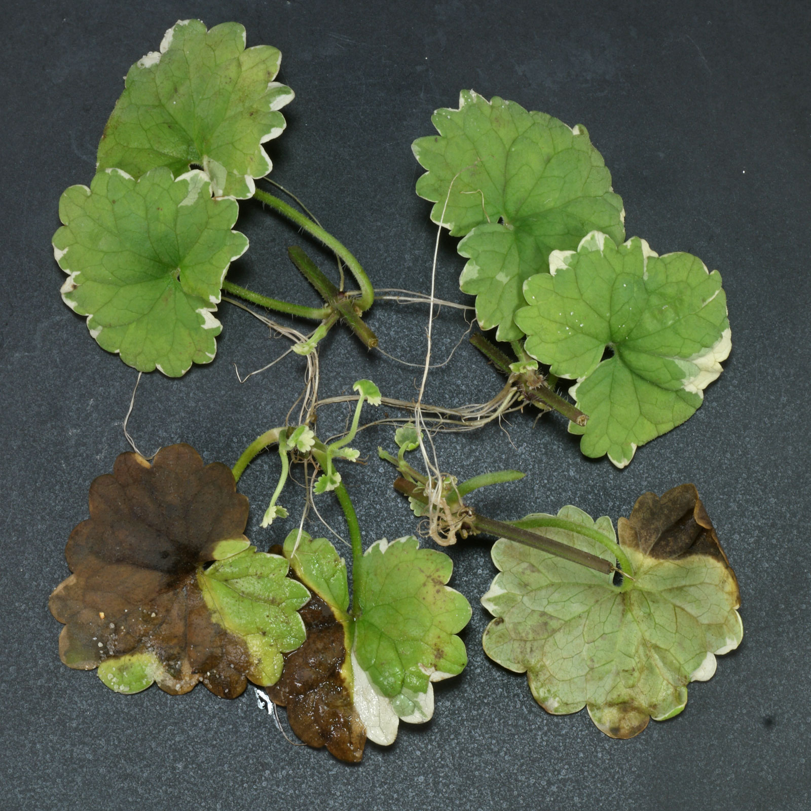 Glechoma hederacea Variegata