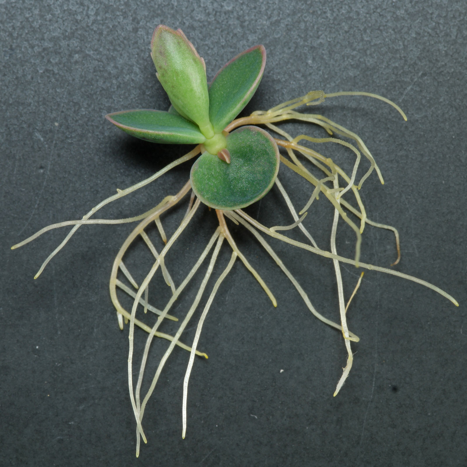 Kalanchoe daigremontiana