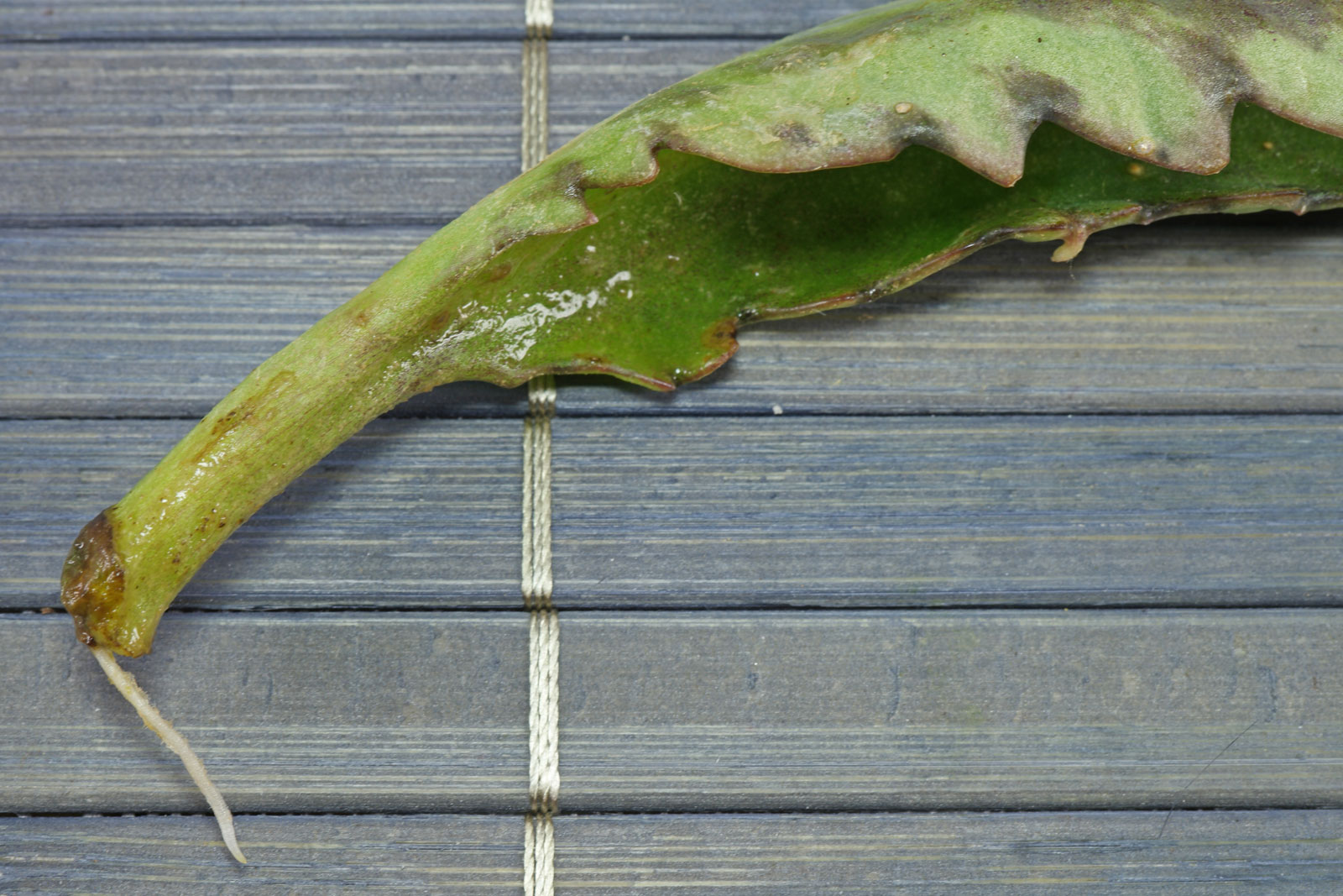 Kalanchoe daigremontiana