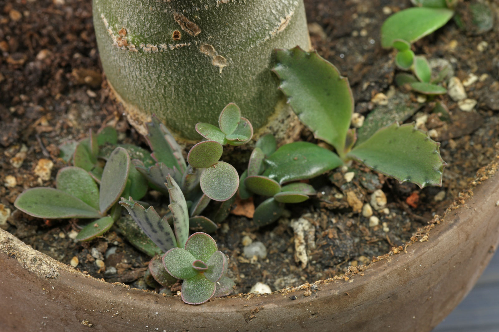 Kalanchoe daigremontiana