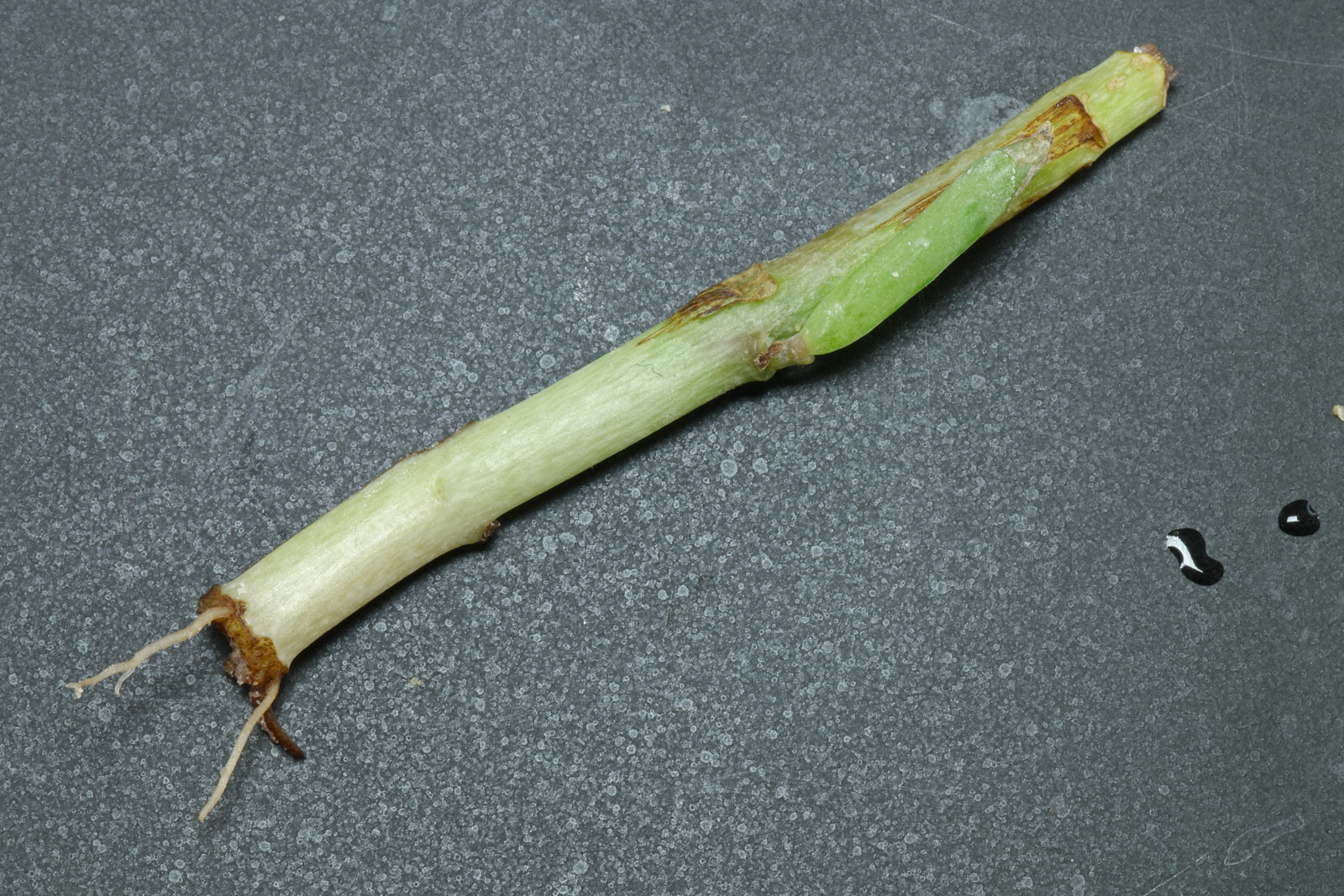 Kalanchoe delagoensis