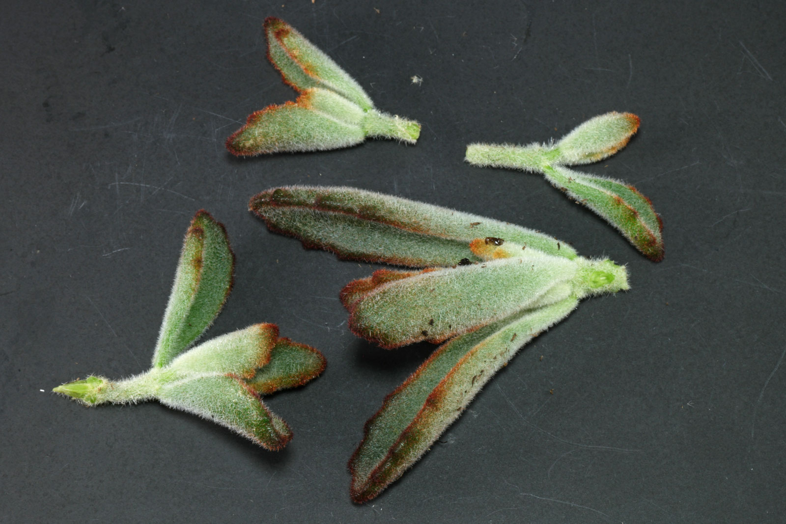 Kalanchoe tomentosa