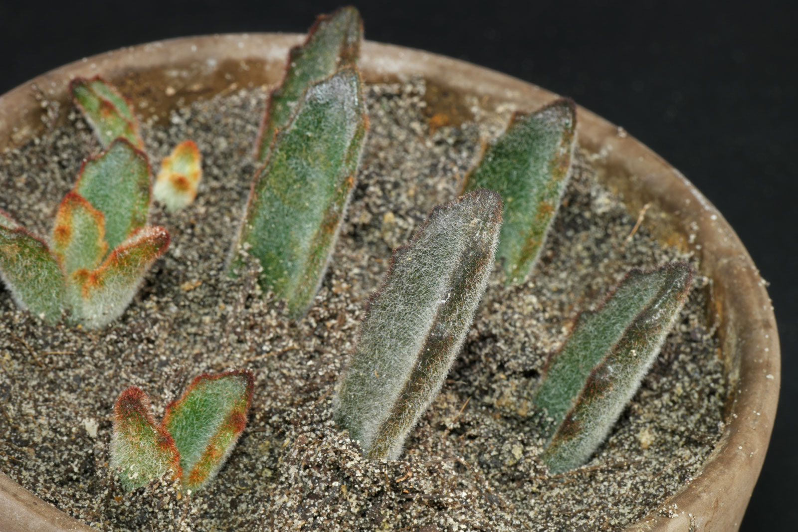 Kalanchoe tomentosa