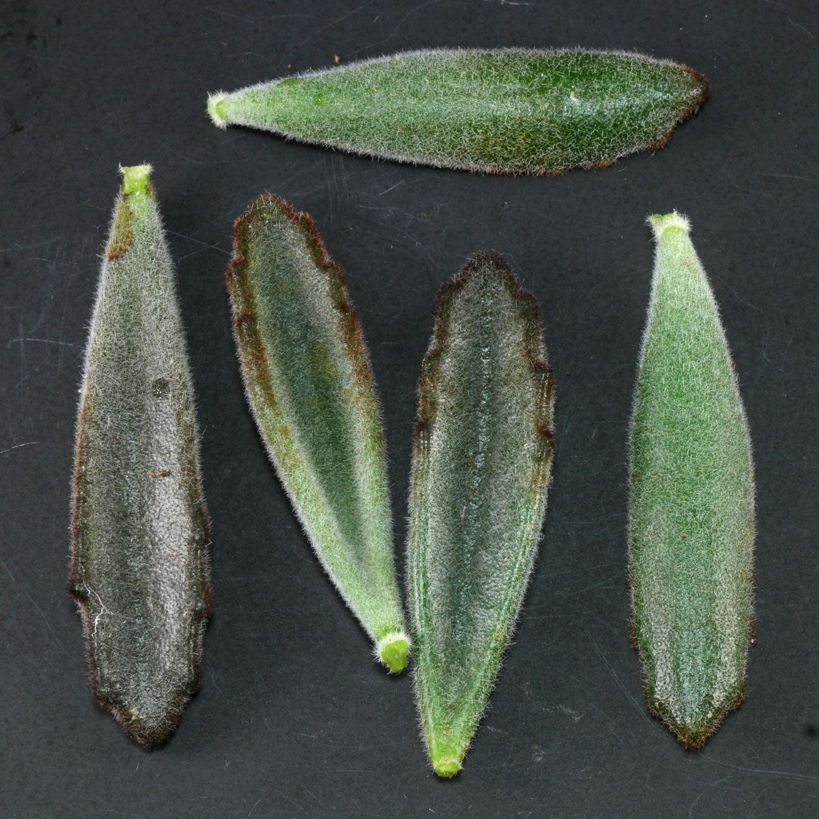 Kalanchoe tomentosa